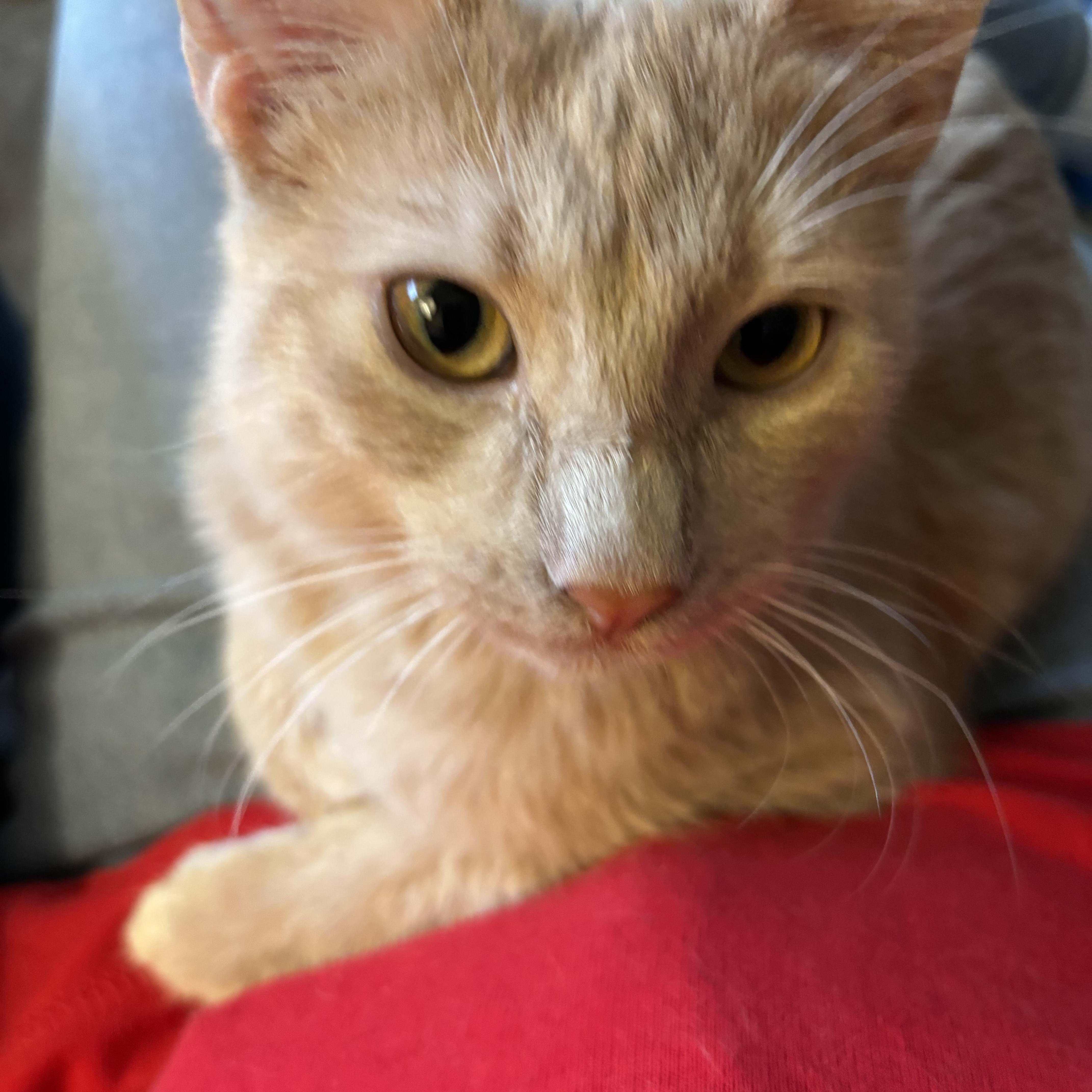 Enlarge RustyCat, a ADOPTABLE Domestic Short Hair in Sierra Vista, AZ image 2/3