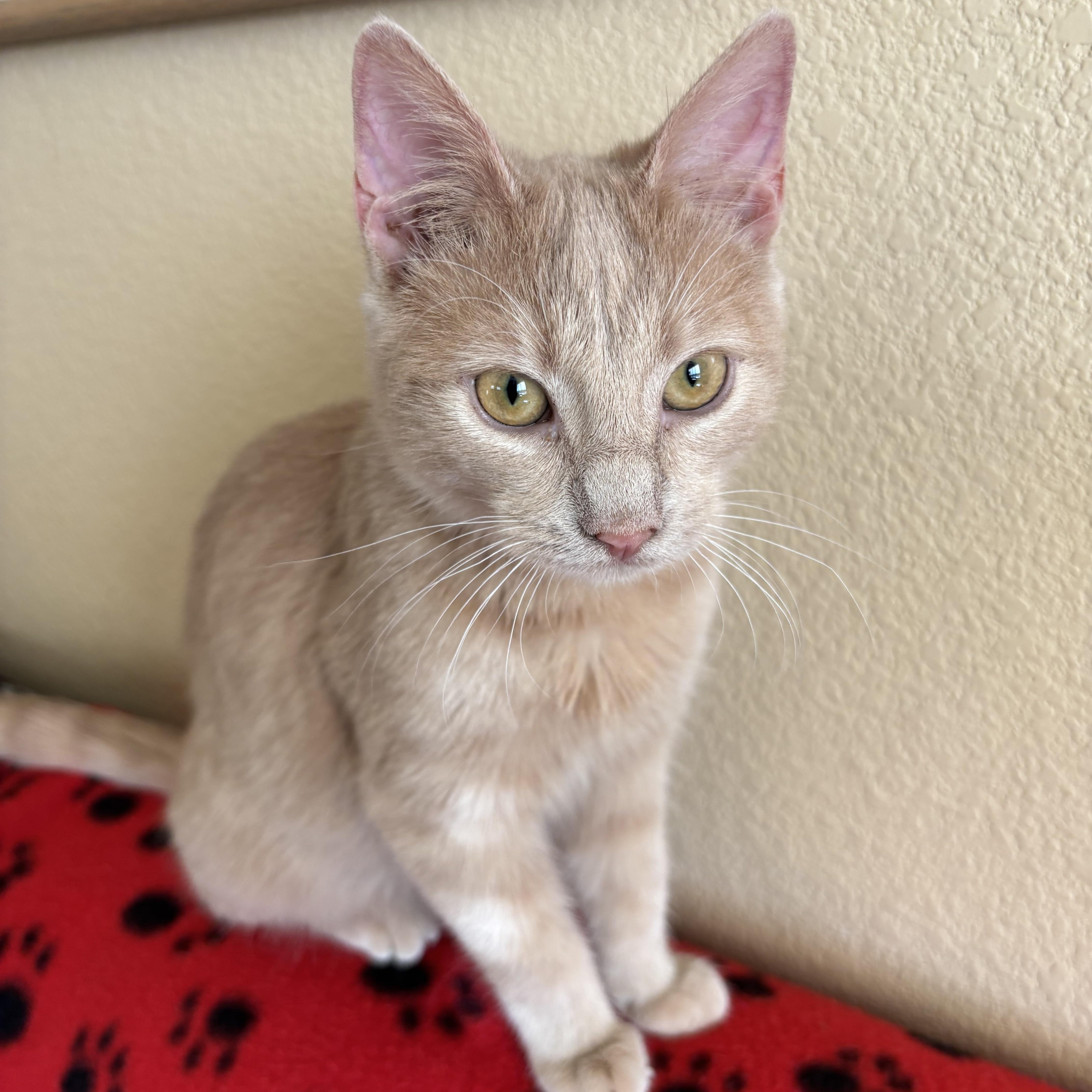 RustyCat, ADOPTABLE, Young Male Domestic Short Hair.
