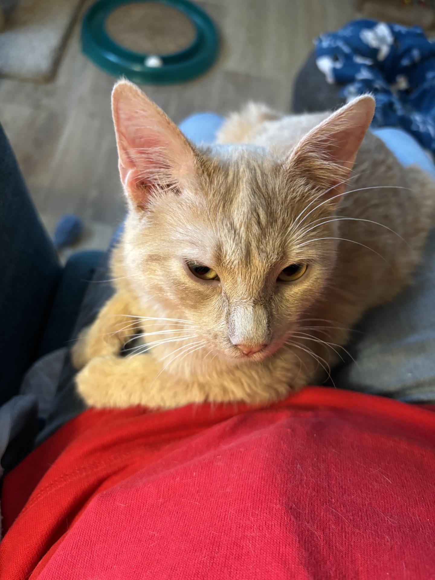 Enlarge RustyCat, a ADOPTABLE Domestic Short Hair in Sierra Vista, AZ image 3/3
