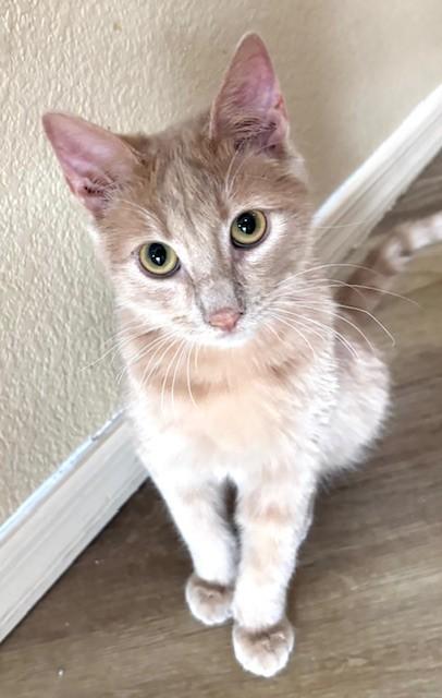 RustyCat, ADOPTABLE, Young Male Domestic Short Hair.