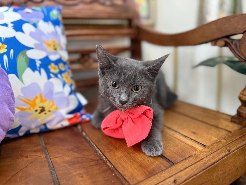 Nebula Guardians — thumbnail 4