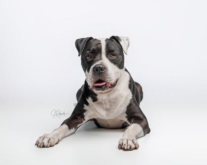 Pirate, a ADOPTABLE mixed breed in Inverness, FL image 2/3