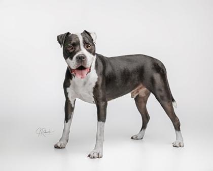 Pirate, ADOPTABLE, Adult Male American Staffordshire Terrier & American Bulldog.