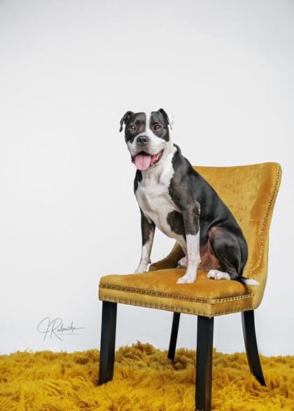 Pirate, a ADOPTABLE mixed breed in Inverness, FL image 3/3