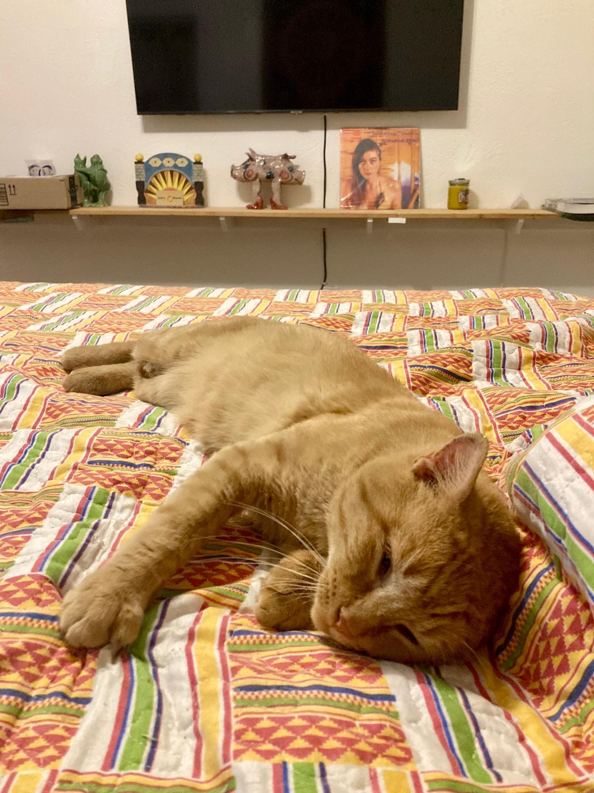 Battle, ADOPTABLE, Adult Male Domestic Short Hair.