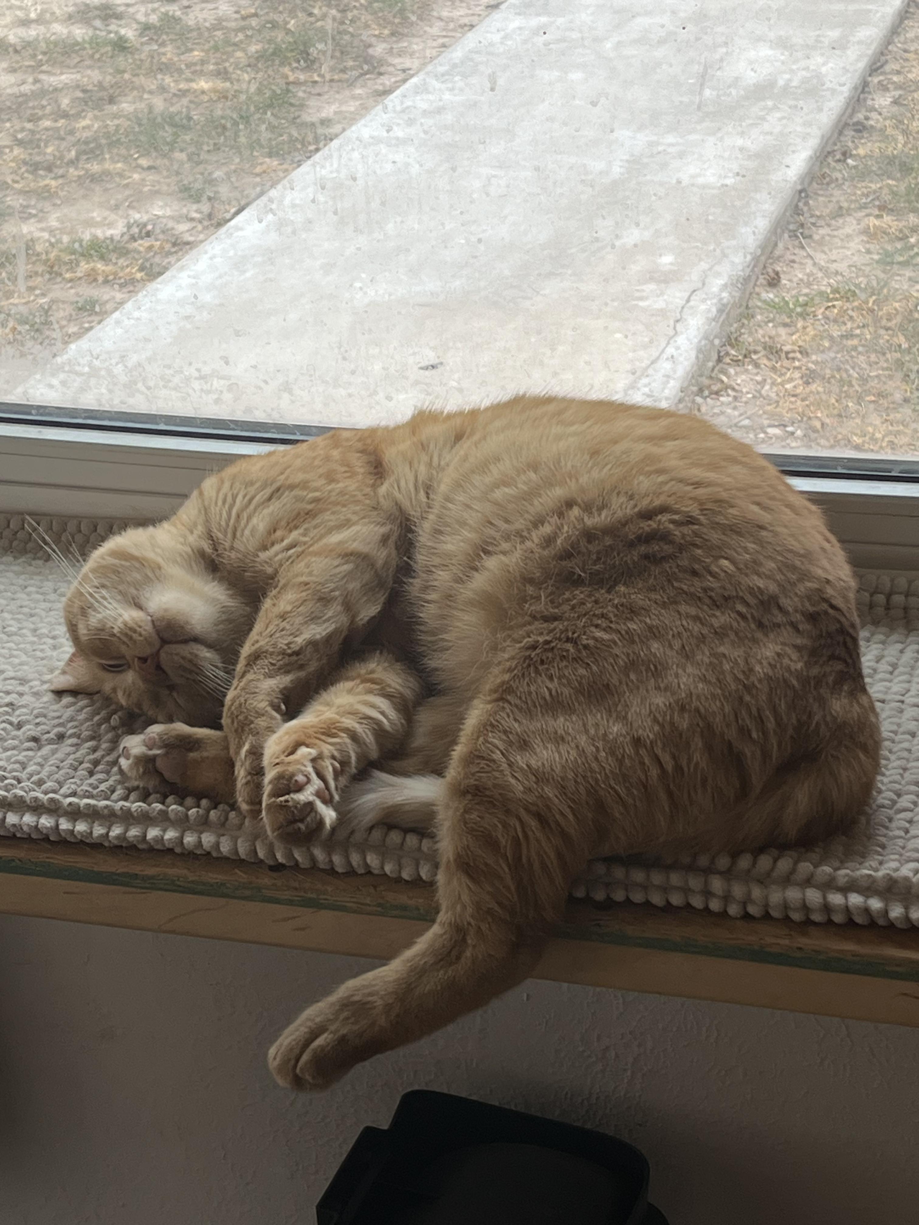 Enlarge Battle, a ADOPTABLE Domestic Short Hair in Roswell, NM image 4/5