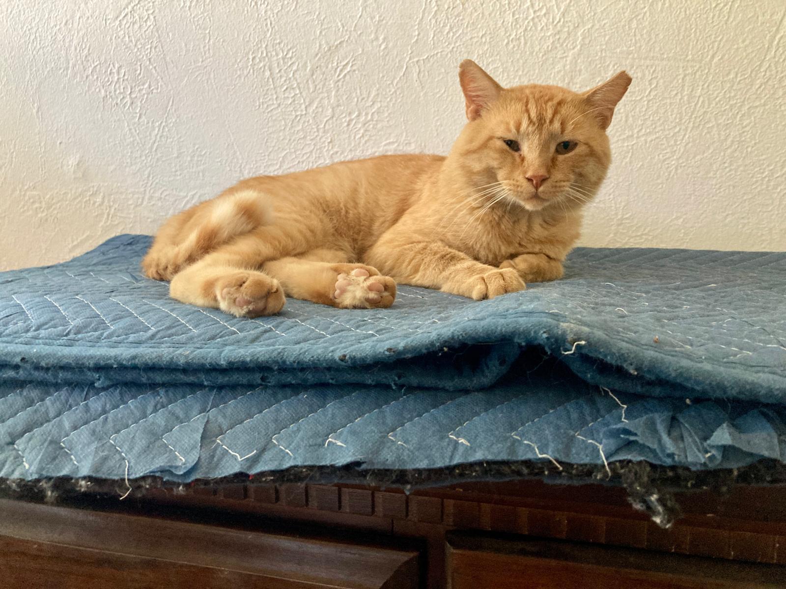 Enlarge Battle, a ADOPTABLE Domestic Short Hair in Roswell, NM image 5/5