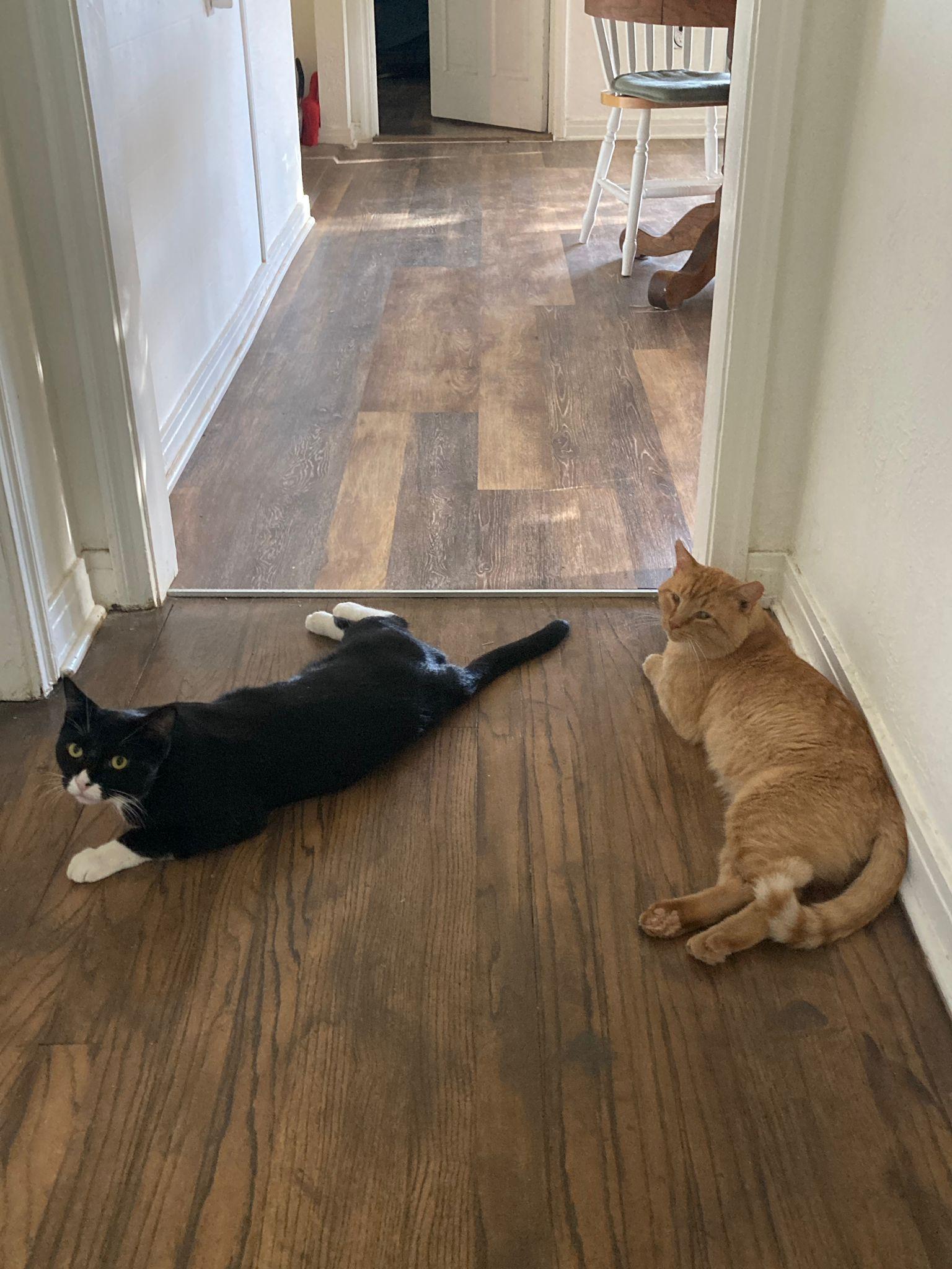 Enlarge Battle, a ADOPTABLE Domestic Short Hair in Roswell, NM image 2/5