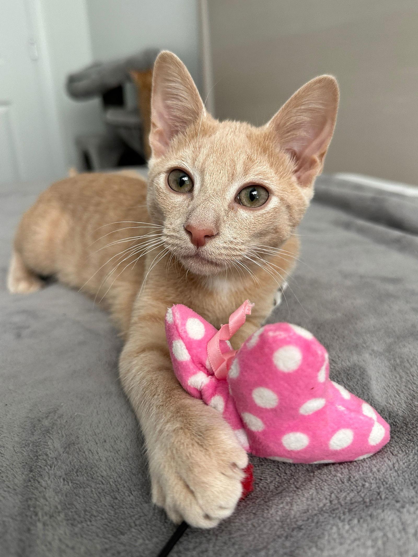 Enlarge Doofenshmirtz, a Adopted Domestic Short Hair in Orlando, FL image 1/3