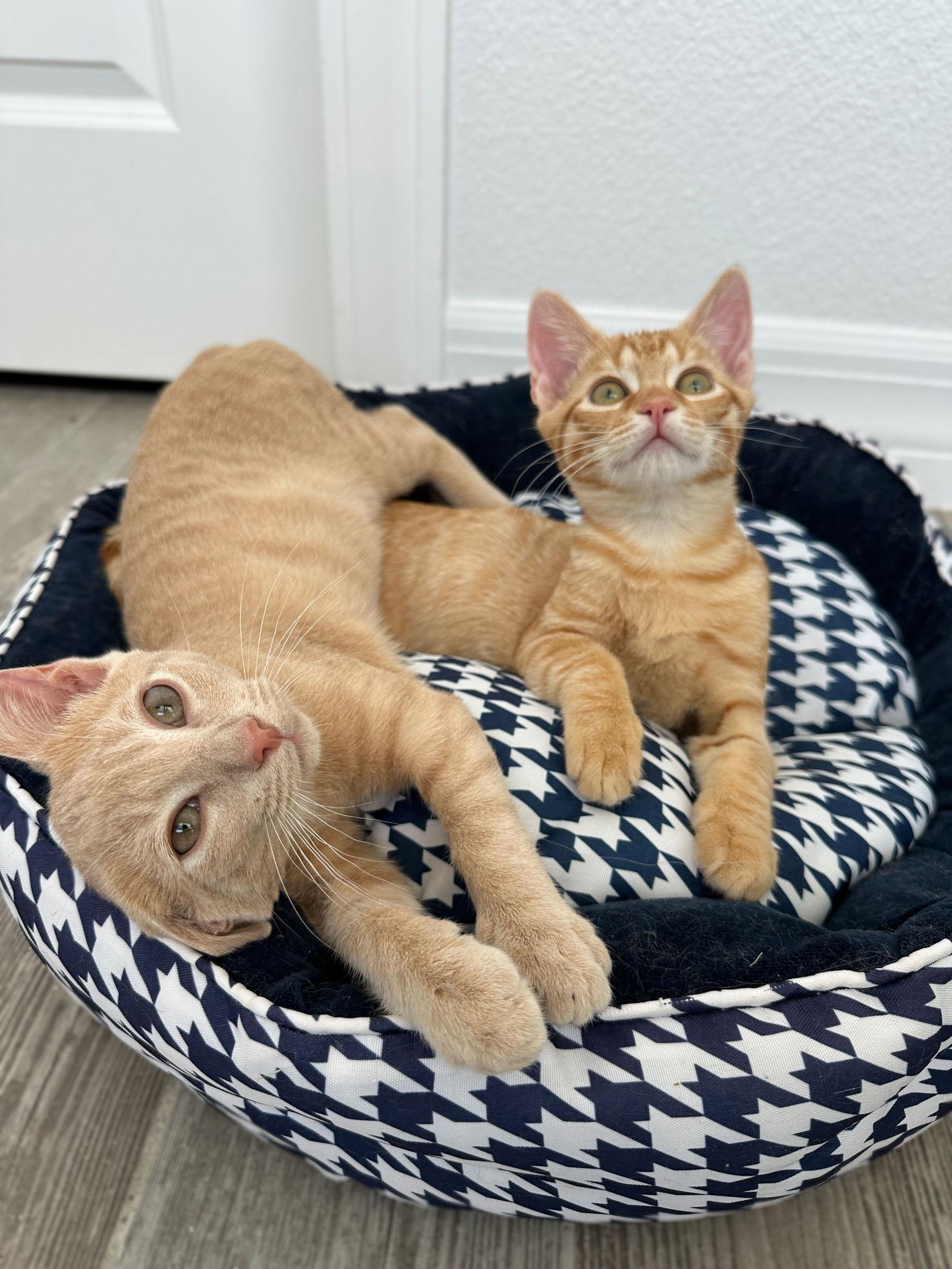 Enlarge Doofenshmirtz, a Adopted Domestic Short Hair in Orlando, FL image 2/3