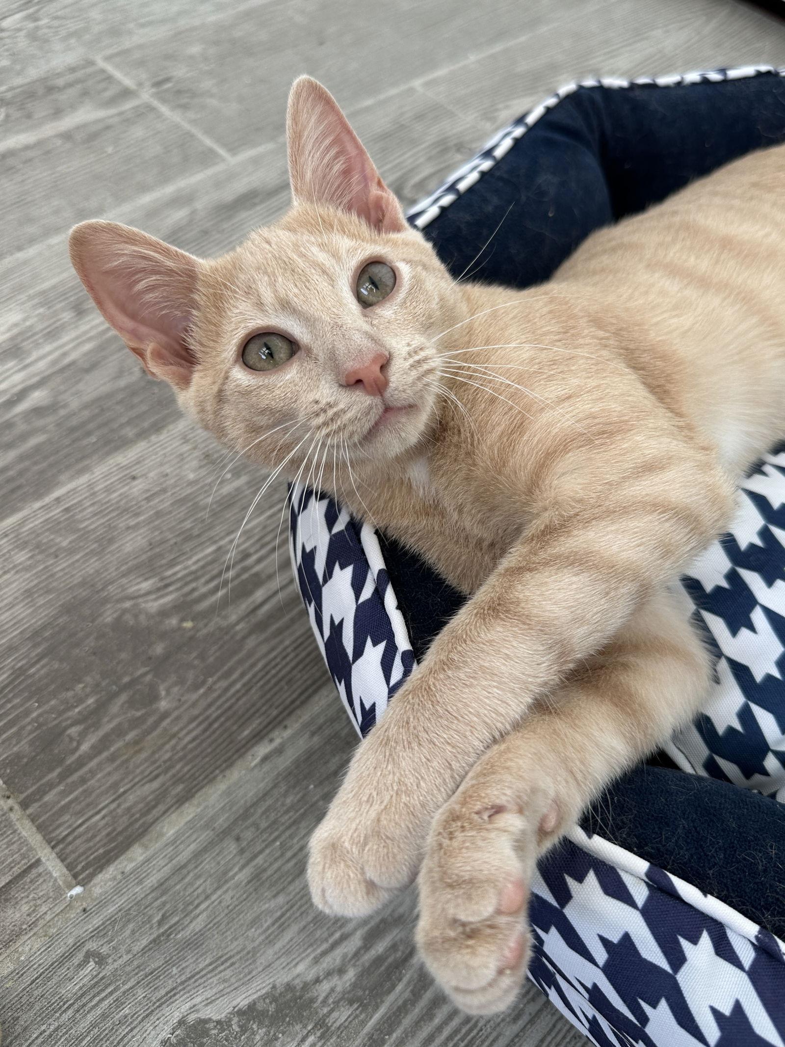 Enlarge Doofenshmirtz, a Adopted Domestic Short Hair in Orlando, FL image 3/3