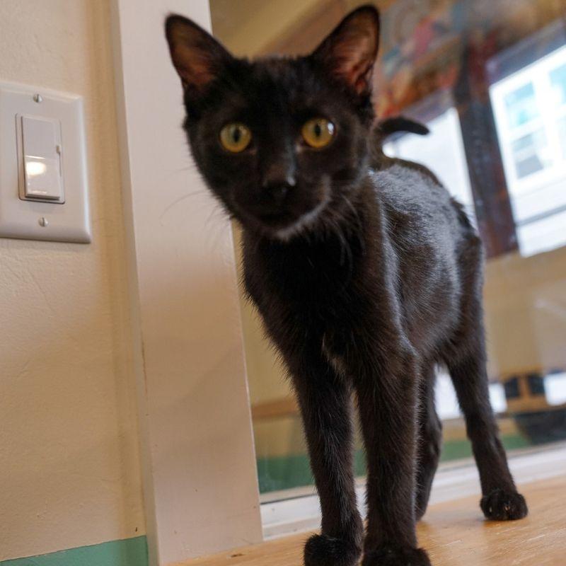 Tanager, Adopted, Young Male Domestic Short Hair.