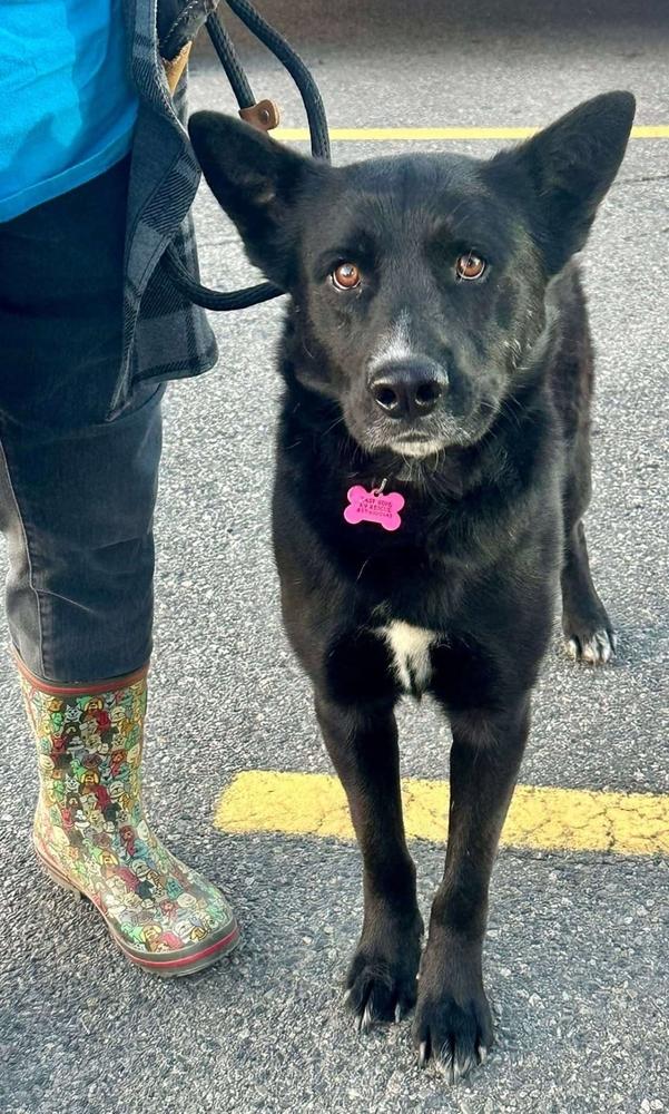 Enlarge Jericho, a Adoptable mixed breed in Boston, MA image 1/5