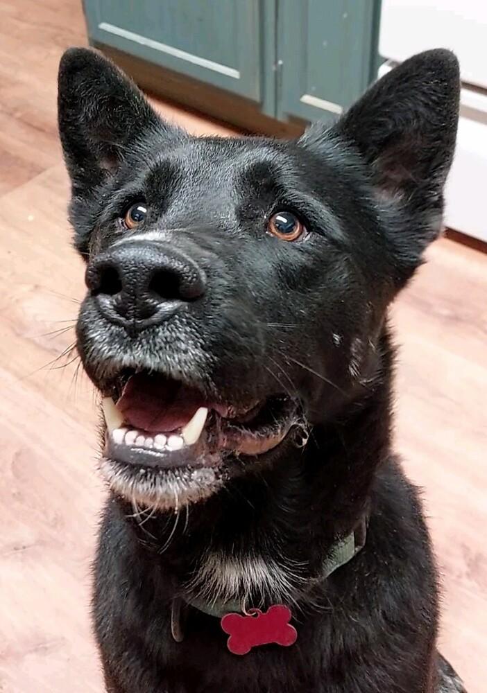 Enlarge Jericho, a Adoptable mixed breed in Boston, MA image 2/5