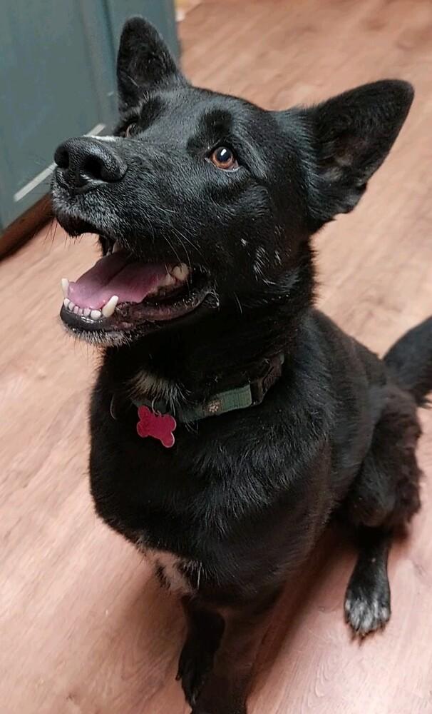 Enlarge Jericho, a Adoptable mixed breed in Boston, MA image 3/5