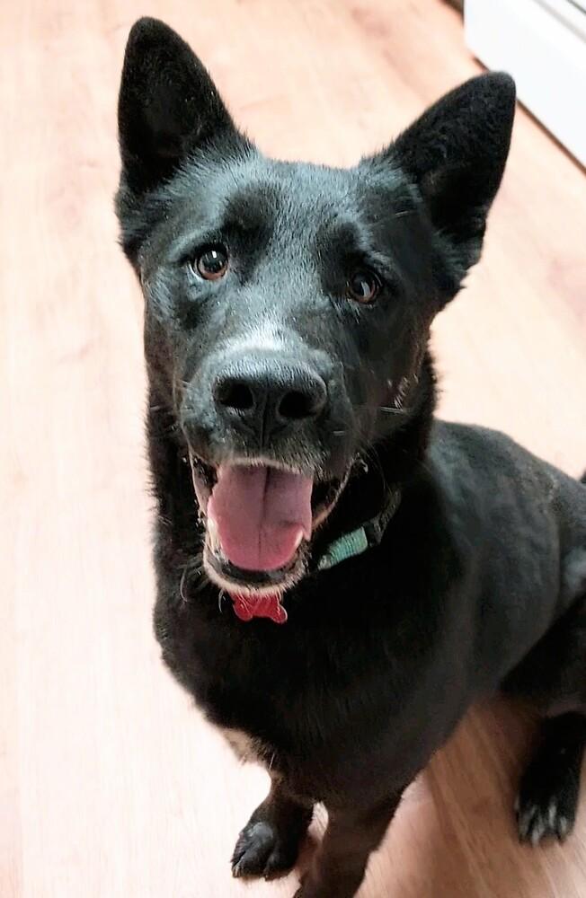 Enlarge Jericho, a Adoptable mixed breed in Boston, MA image 4/5