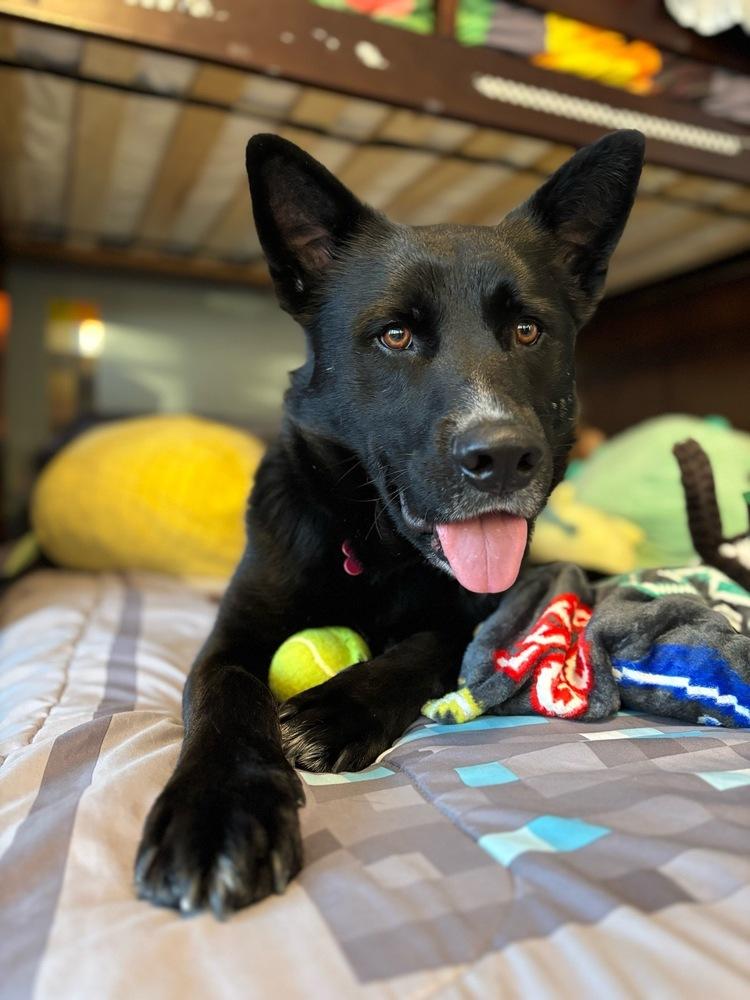 Enlarge Jericho, a Adoptable mixed breed in Boston, MA image 5/5