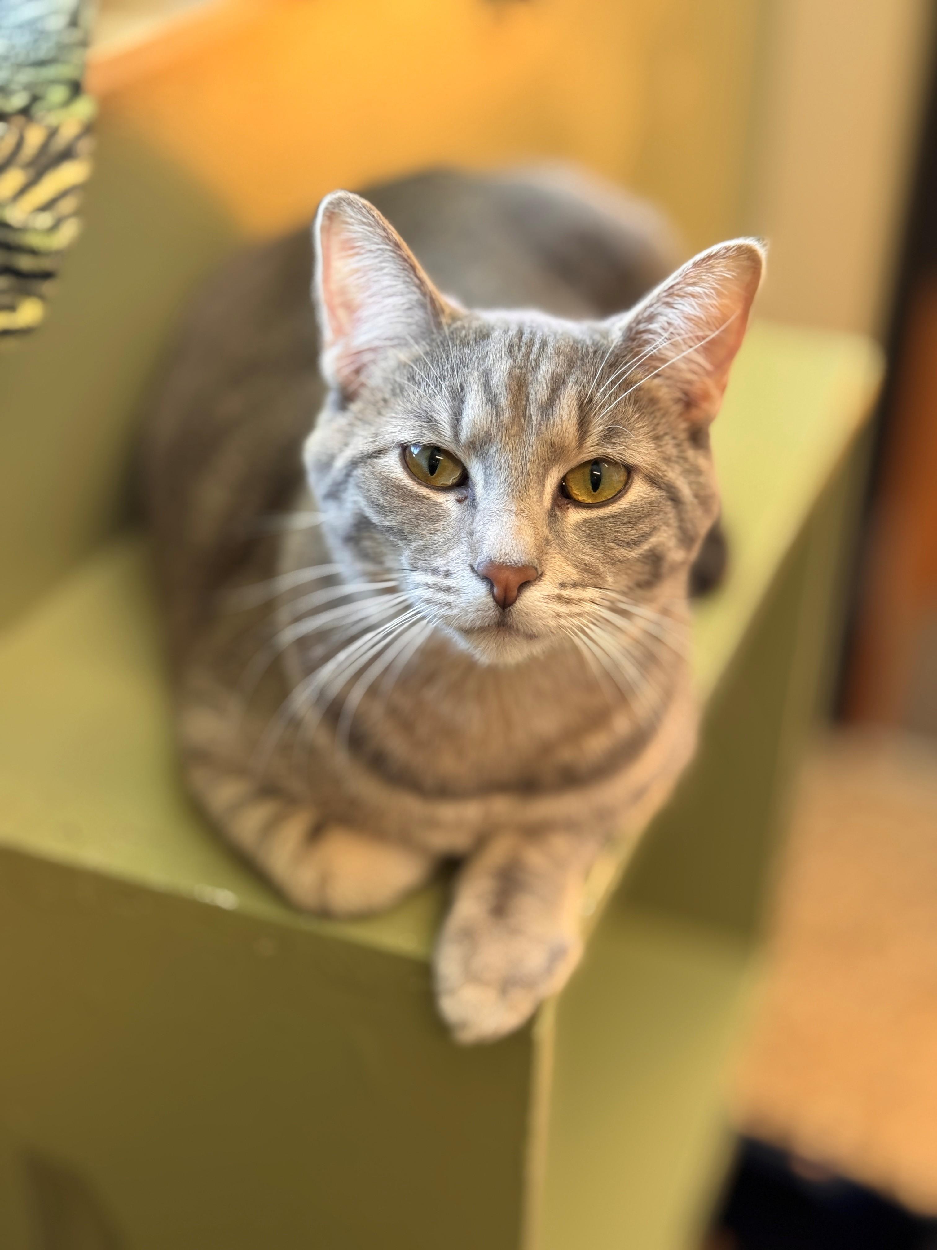 Enlarge Dunk, a Adoptable Domestic Short Hair in Hackensack, MN image 3/3