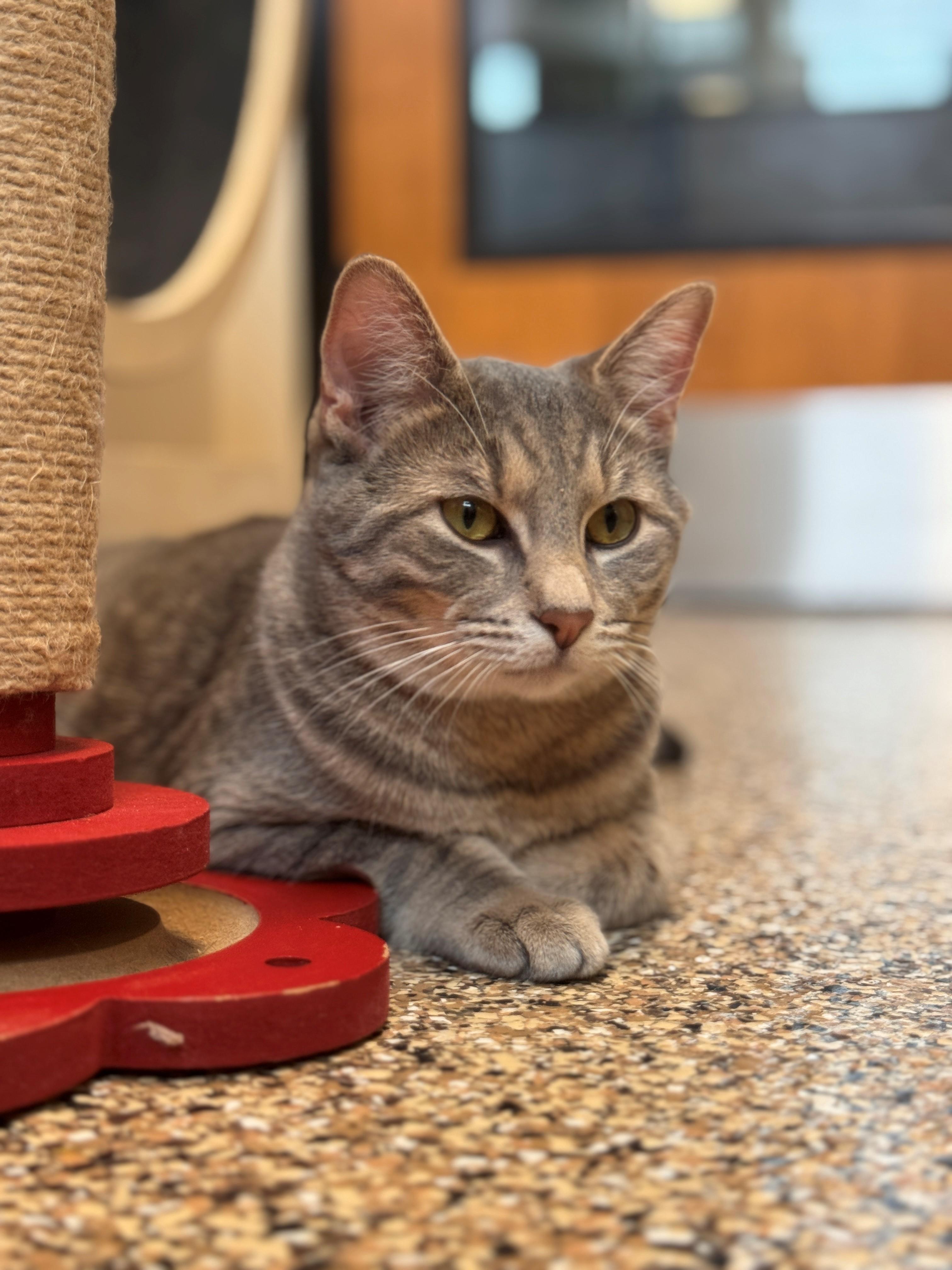 Enlarge Dunk, a Adoptable Domestic Short Hair in Hackensack, MN image 3/6