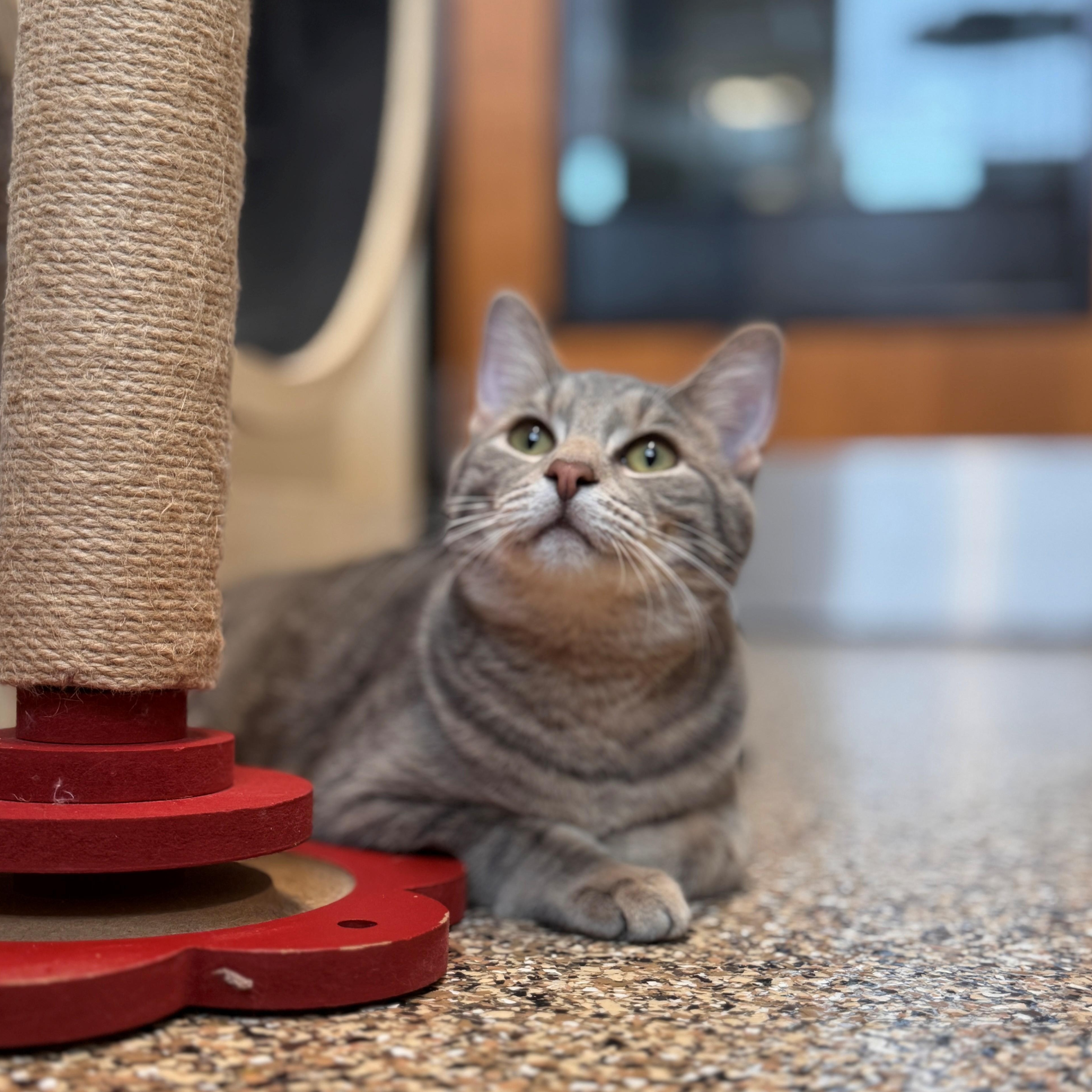 Dunk, Adoptable, Young Male Domestic Short Hair.