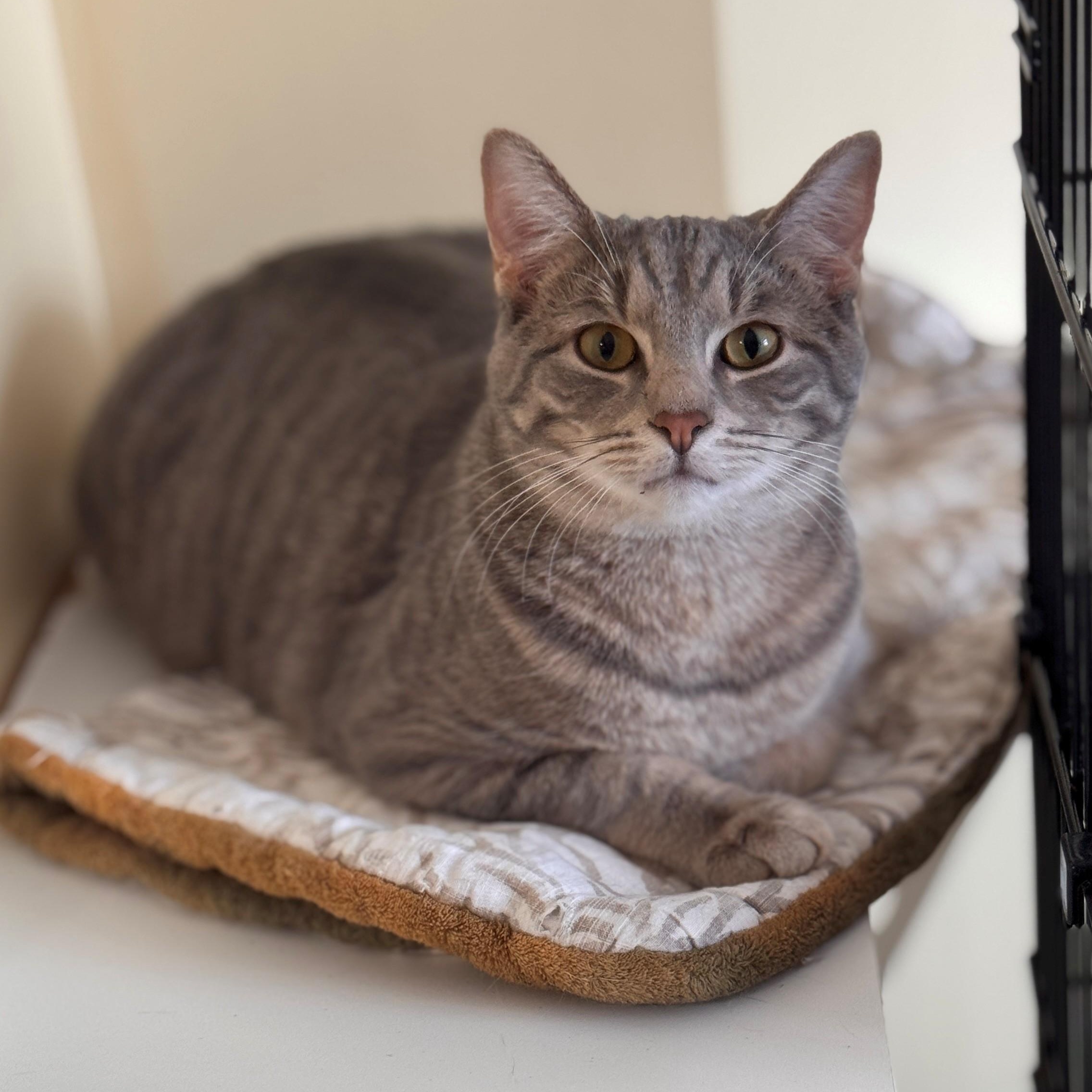 Enlarge Dunk, a Adoptable Domestic Short Hair in Hackensack, MN image 4/6