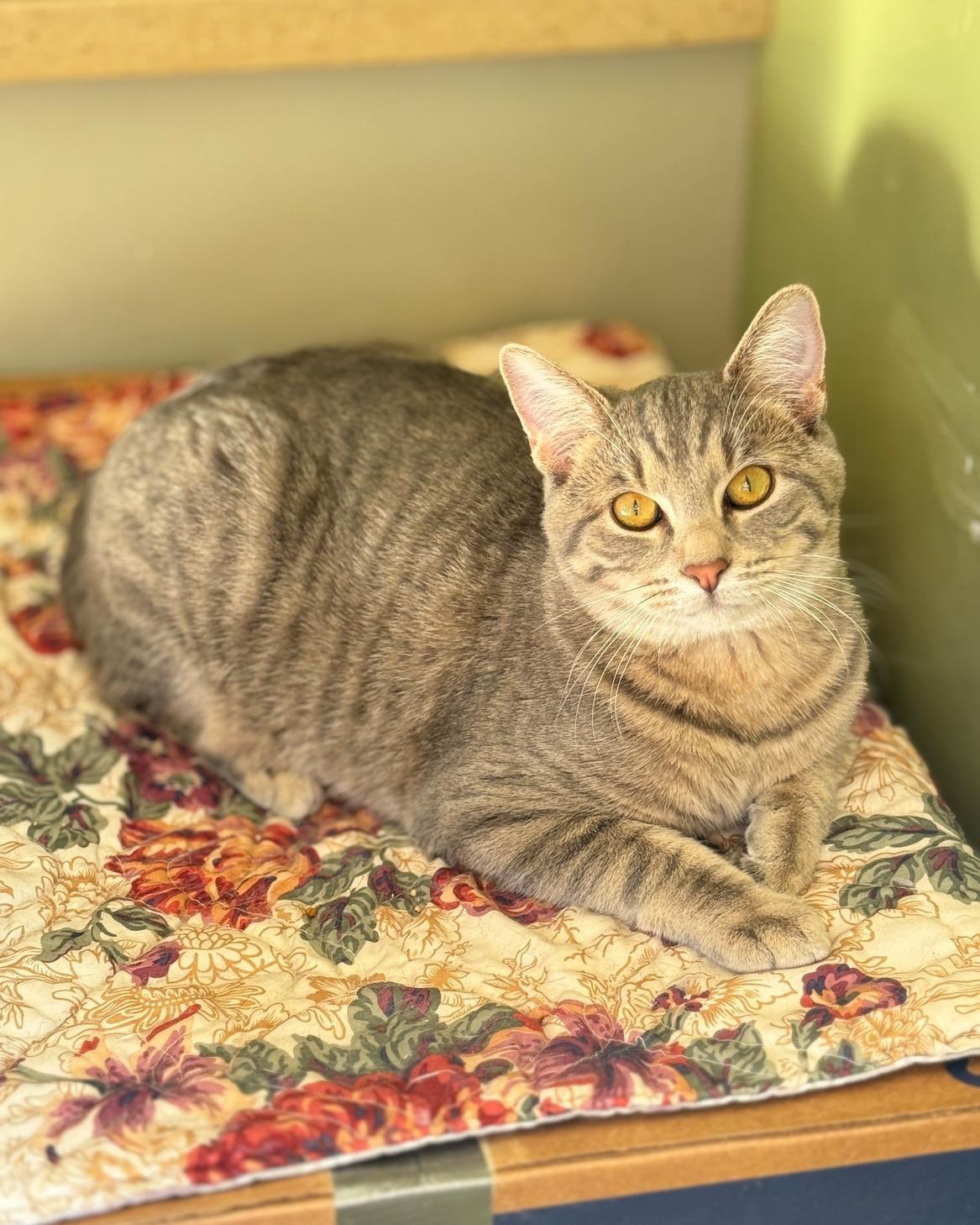 Dunk, Adoptable, Young Male Domestic Short Hair.