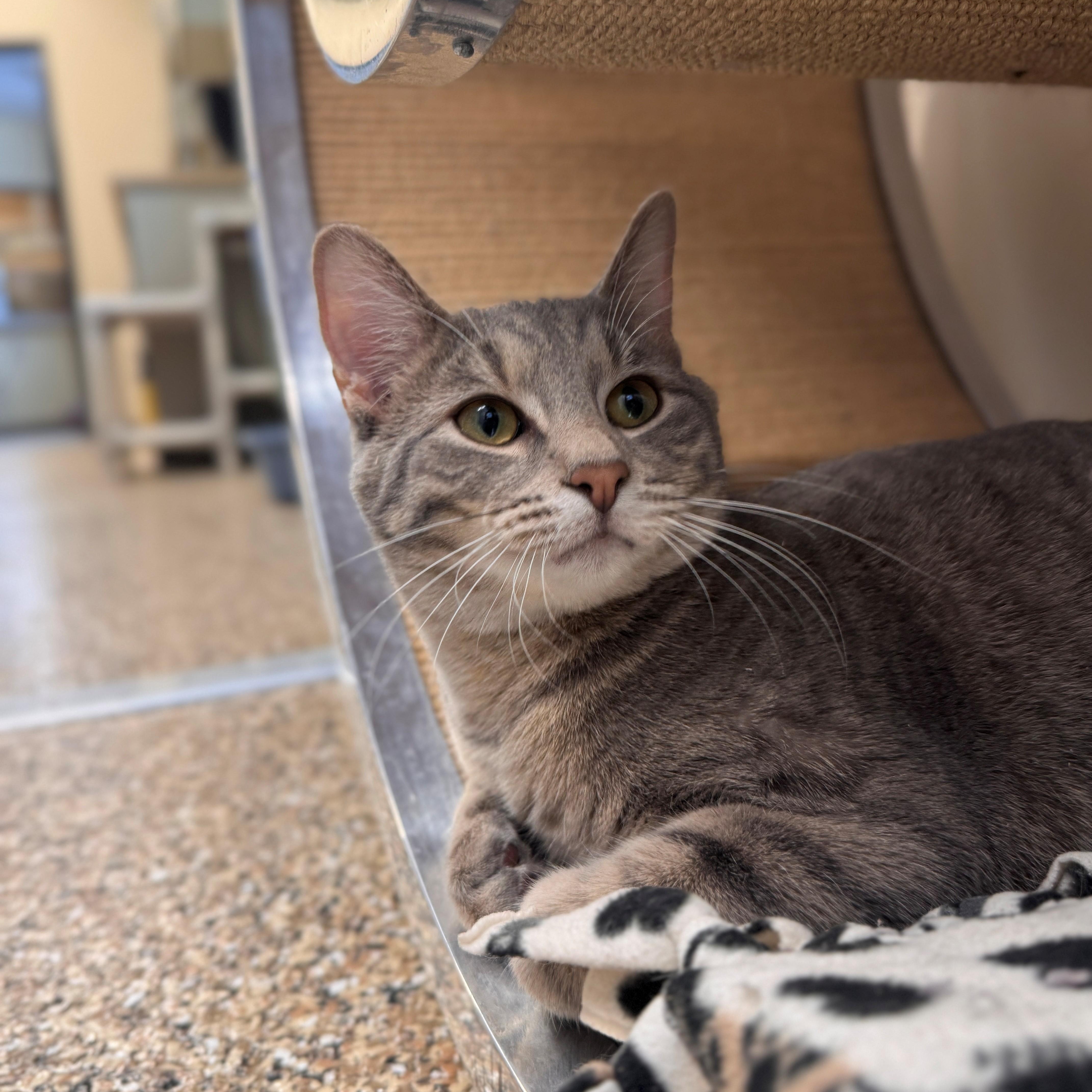 Enlarge Dunk, a Adoptable Domestic Short Hair in Hackensack, MN image 6/6