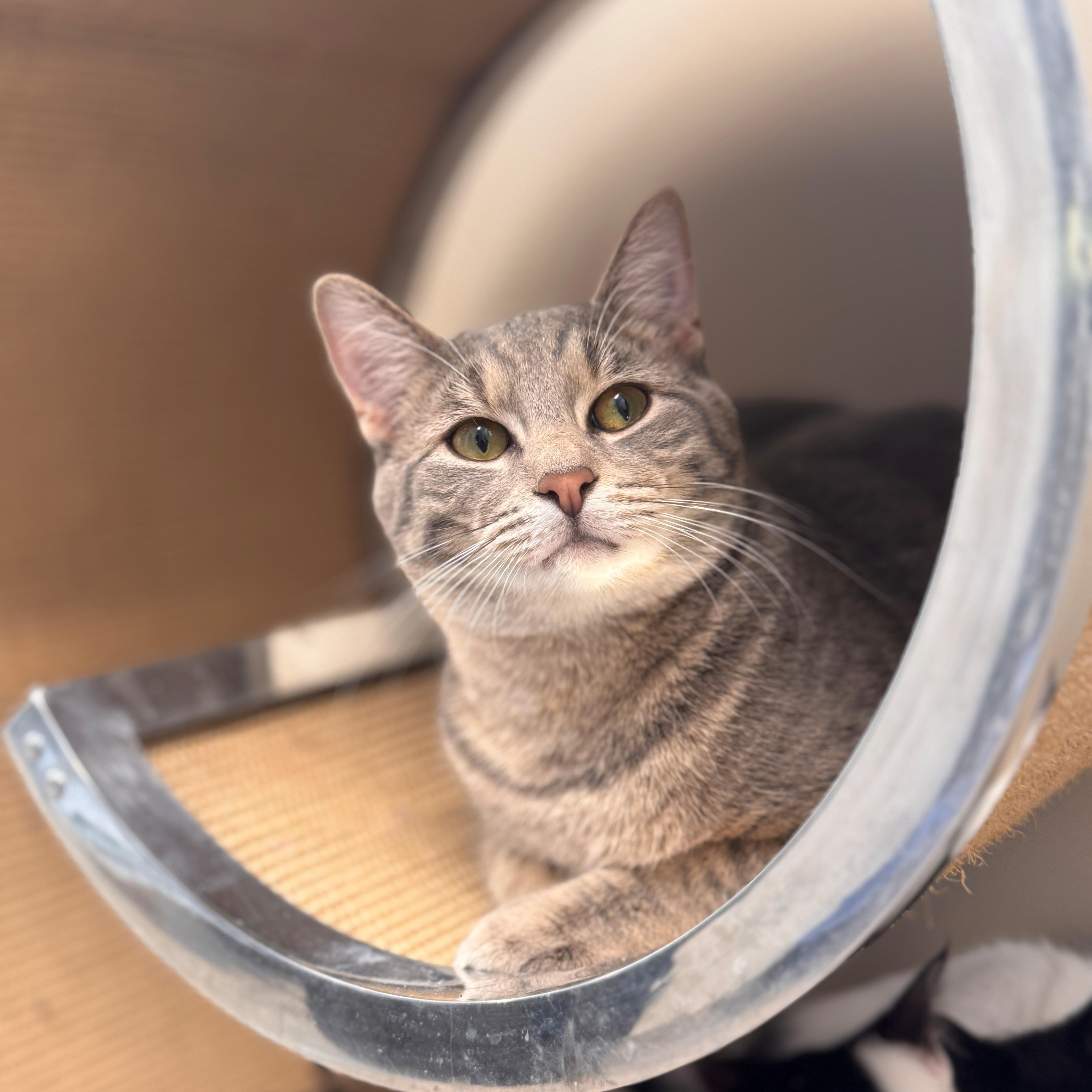 Enlarge Dunk, a Adoptable Domestic Short Hair in Hackensack, MN image 5/6