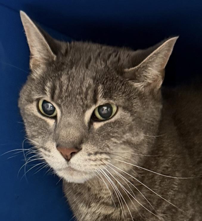 Enlarge Cisco, a Adoptable Domestic Short Hair in Sault Sainte Marie, MI image 4/4