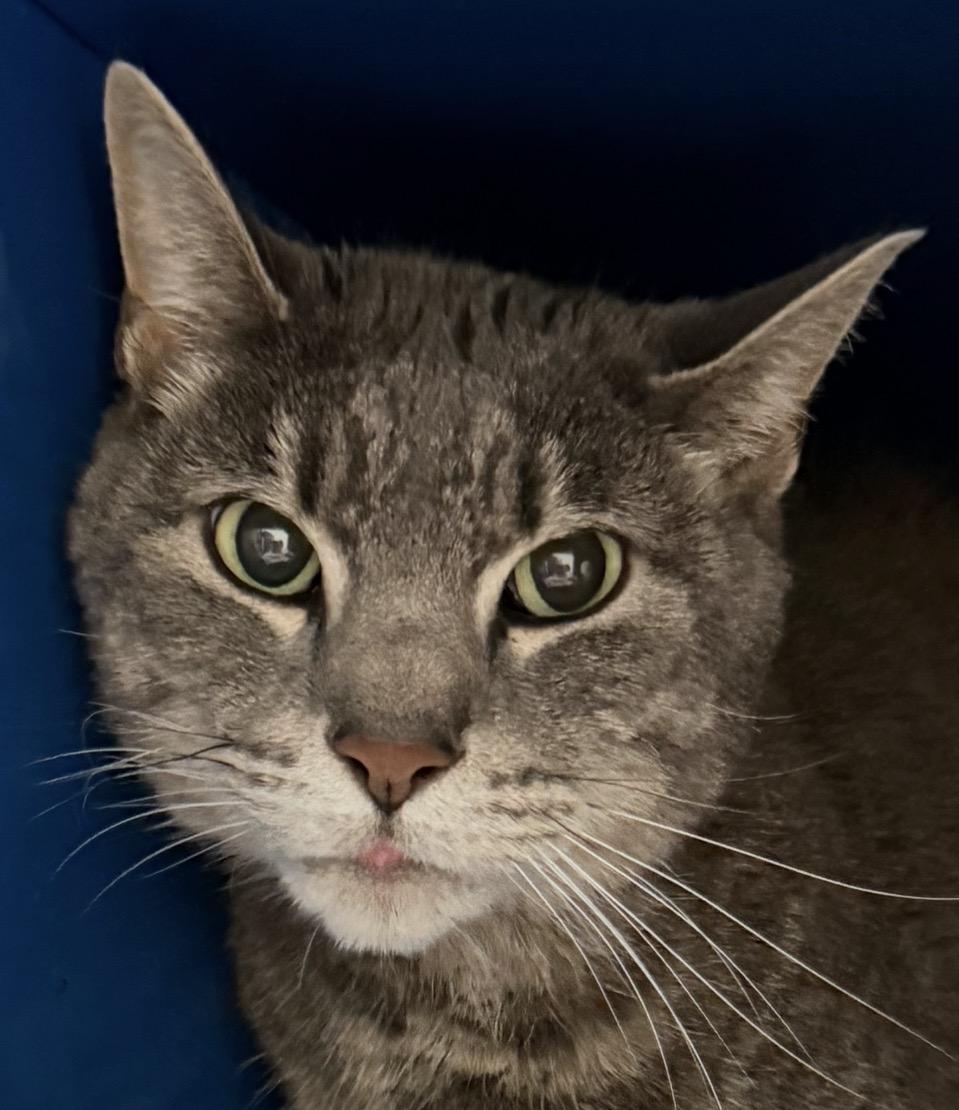 Enlarge Cisco, a Adoptable Domestic Short Hair in Sault Sainte Marie, MI image 2/4