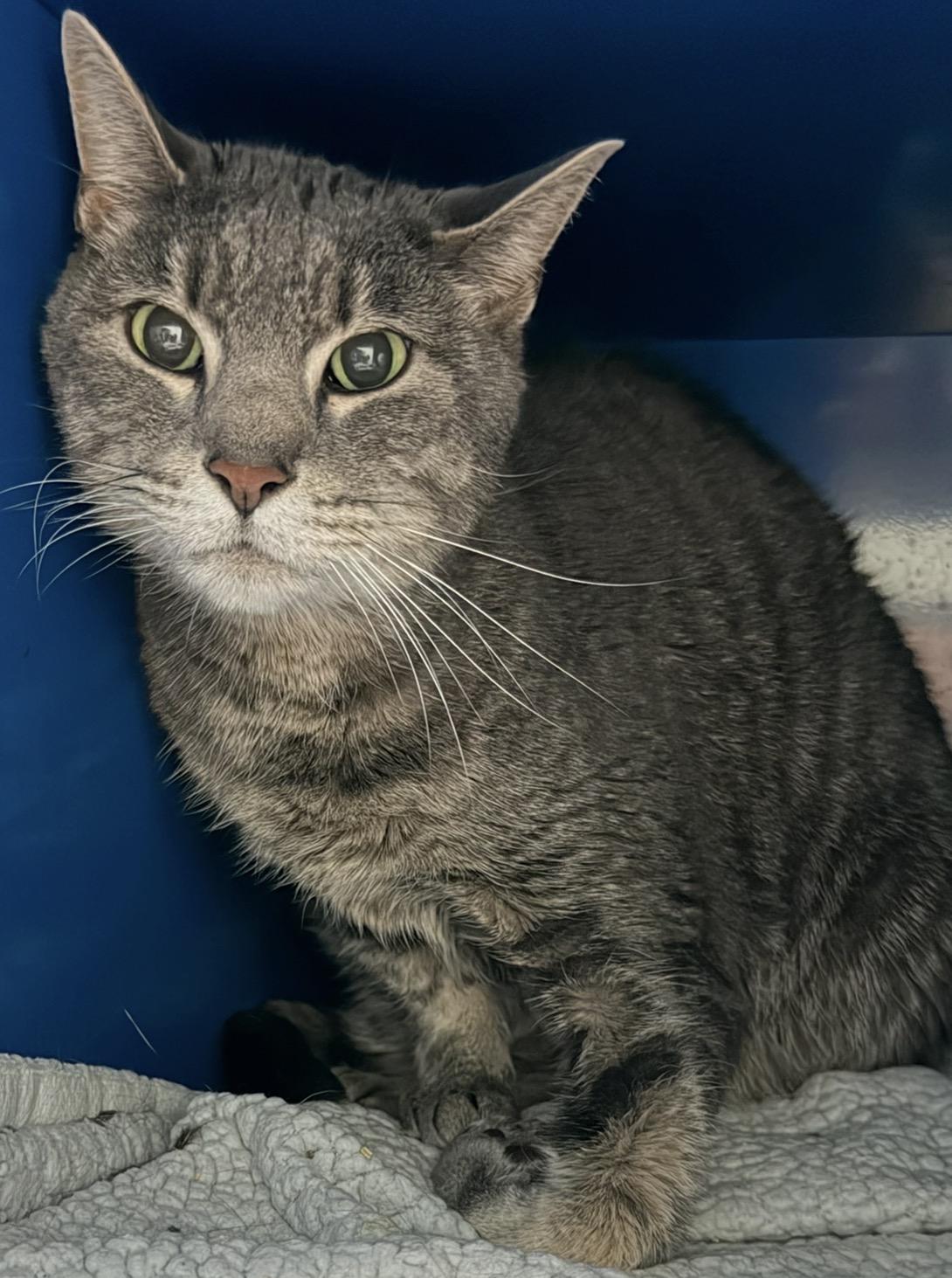 Enlarge Cisco, a Adoptable Domestic Short Hair in Sault Sainte Marie, MI image 3/4