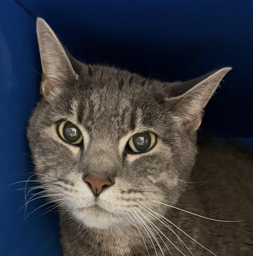 Cisco, Adoptable, Adult Male Domestic Short Hair.