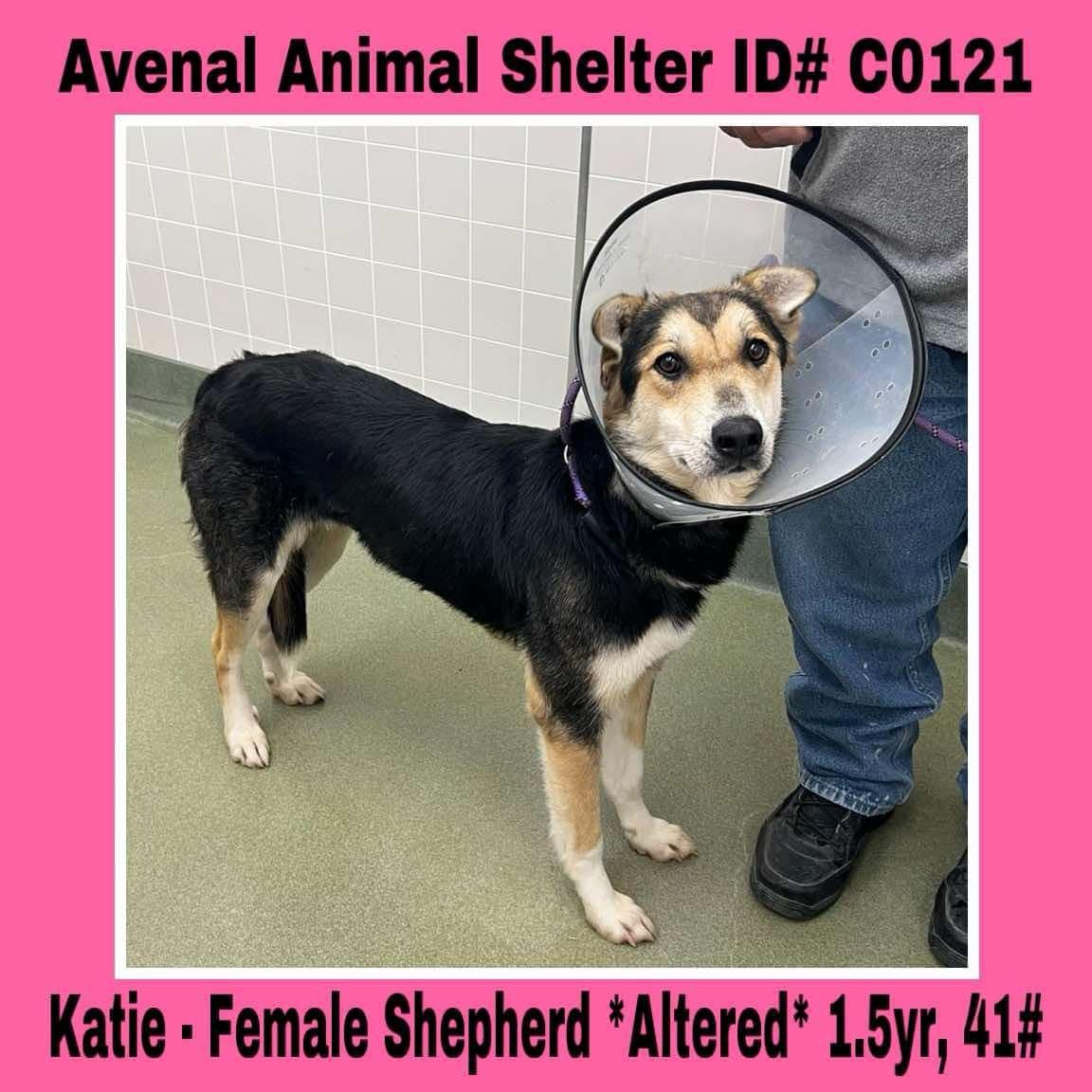 Enlarge Katie, a Adoptable German Shepherd Dog in Avenal, CA image 1/1