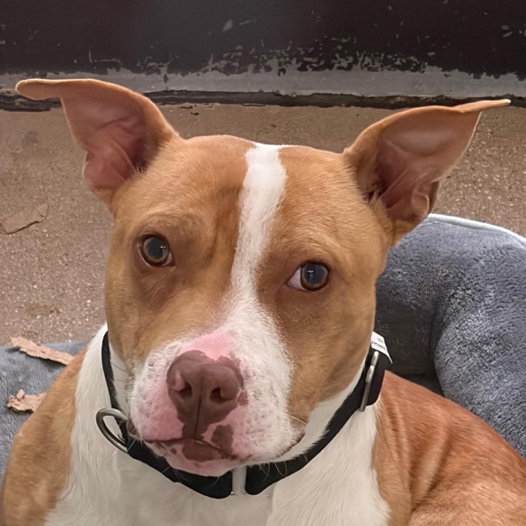 Enlarge Mini Macho Man, a Adoptable Mixed Breed in Middletown, RI image 1/1