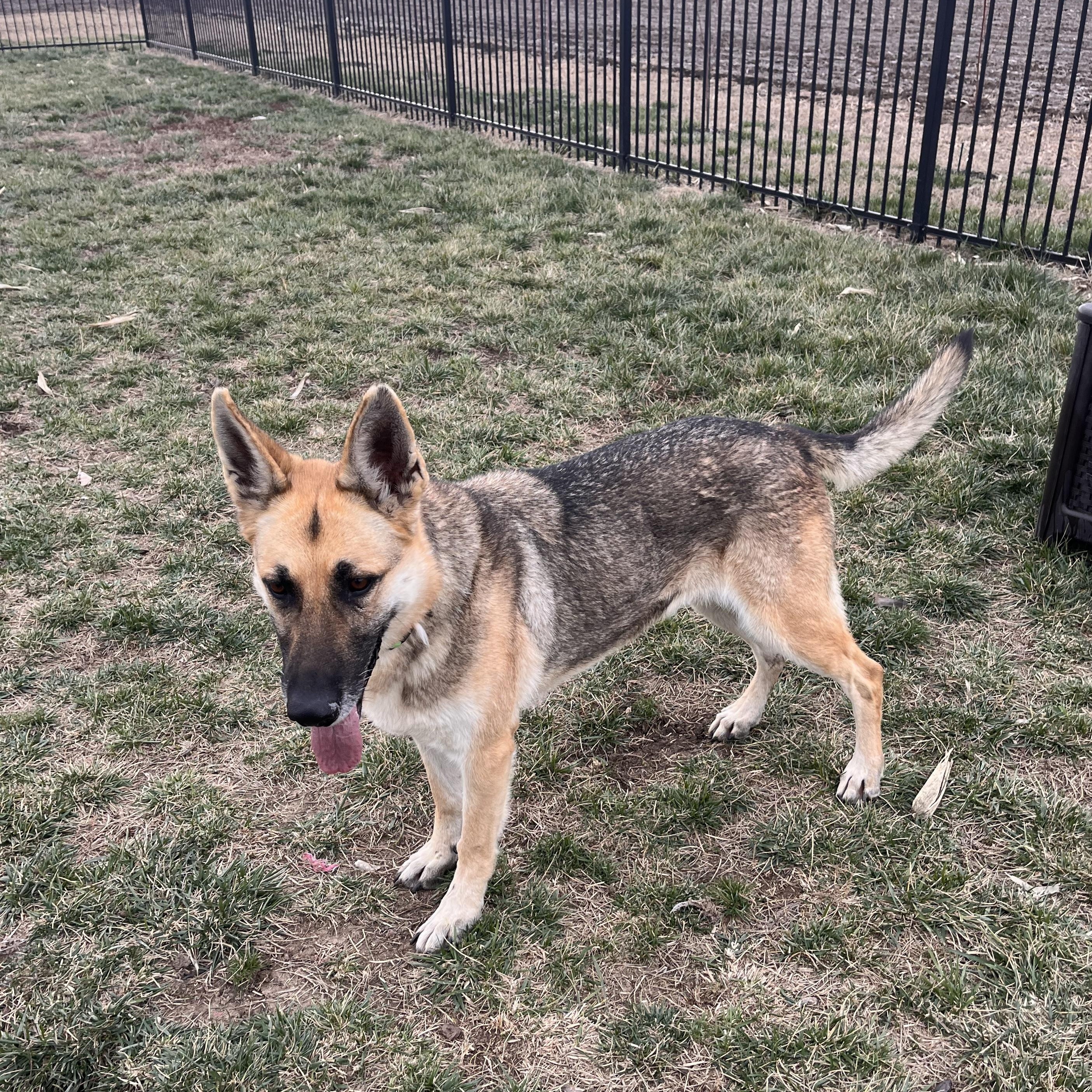 Enlarge Glory, a Adoptable German Shepherd Dog in Seward, NE image 3/5