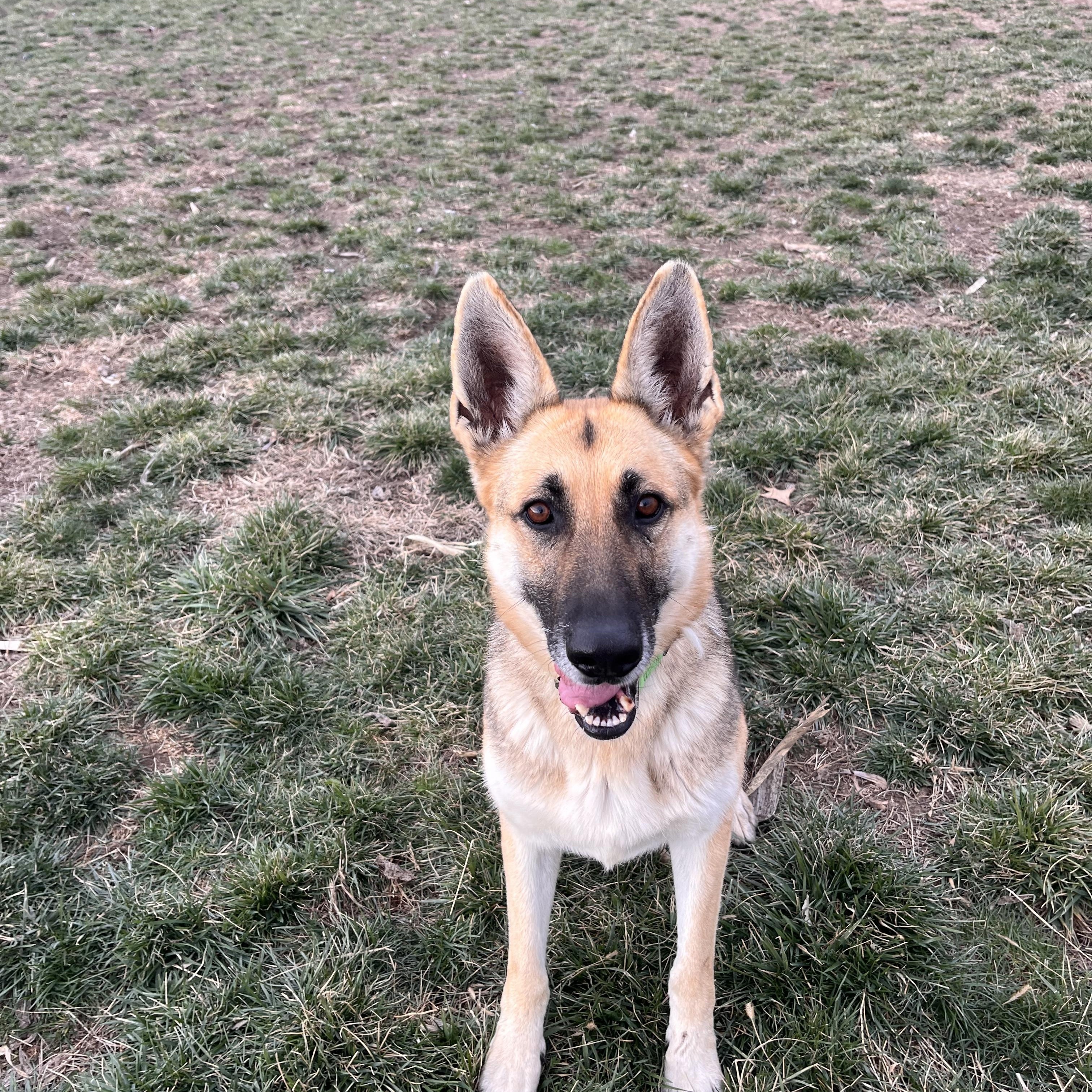 Enlarge Glory, a Adoptable German Shepherd Dog in Seward, NE image 1/5
