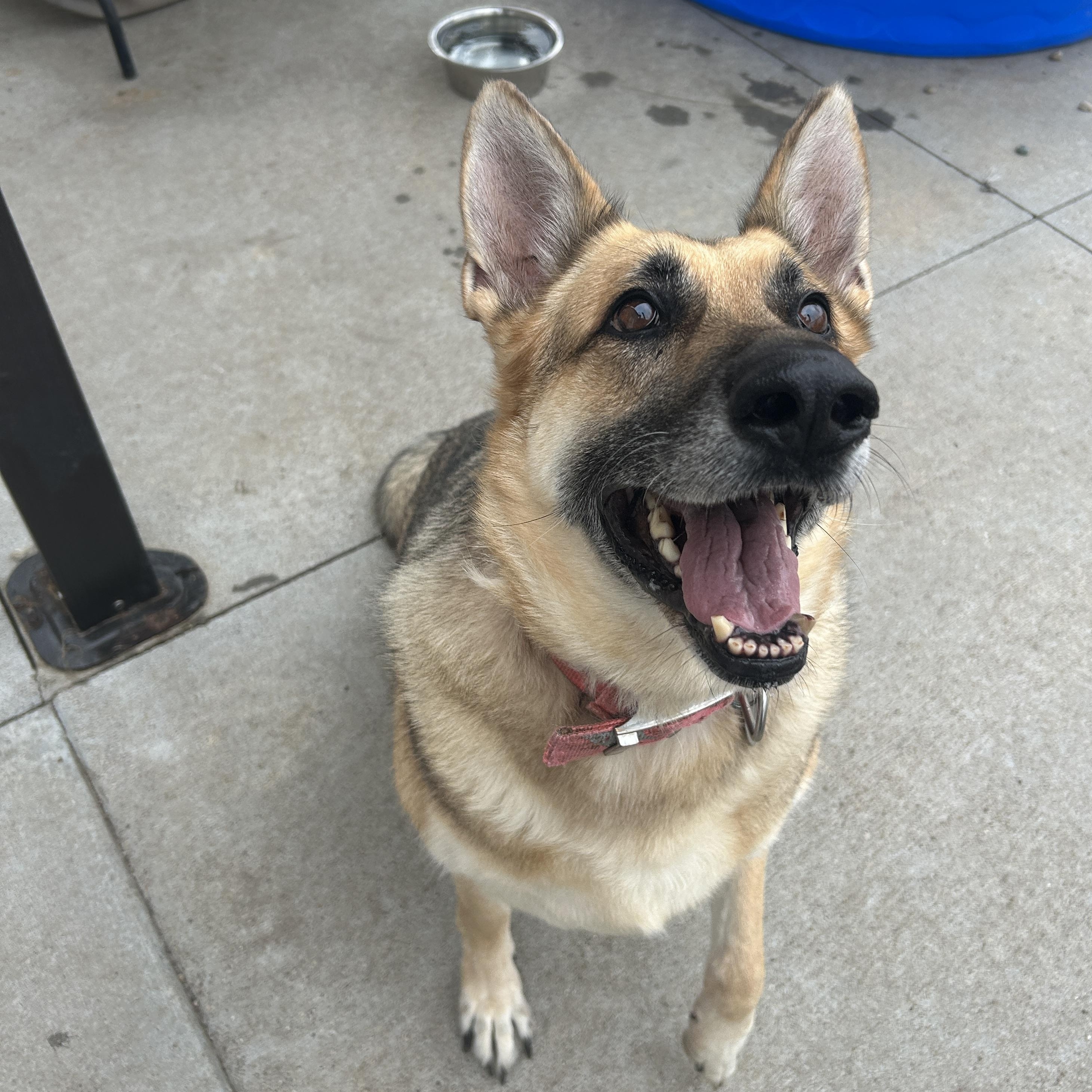Enlarge Glory, a Adoptable German Shepherd Dog in Seward, NE image 5/5