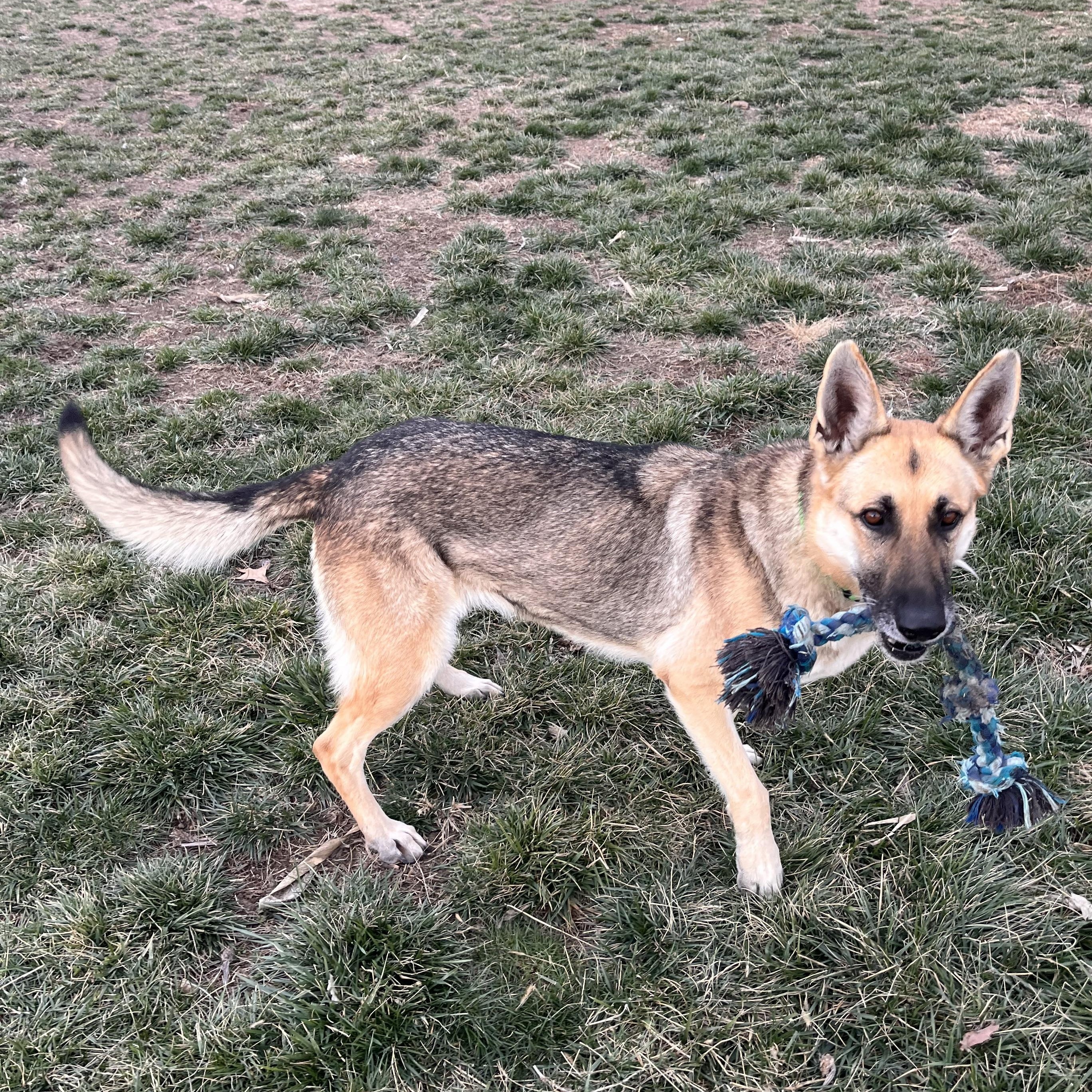 Enlarge Glory, a Adoptable German Shepherd Dog in Seward, NE image 2/5