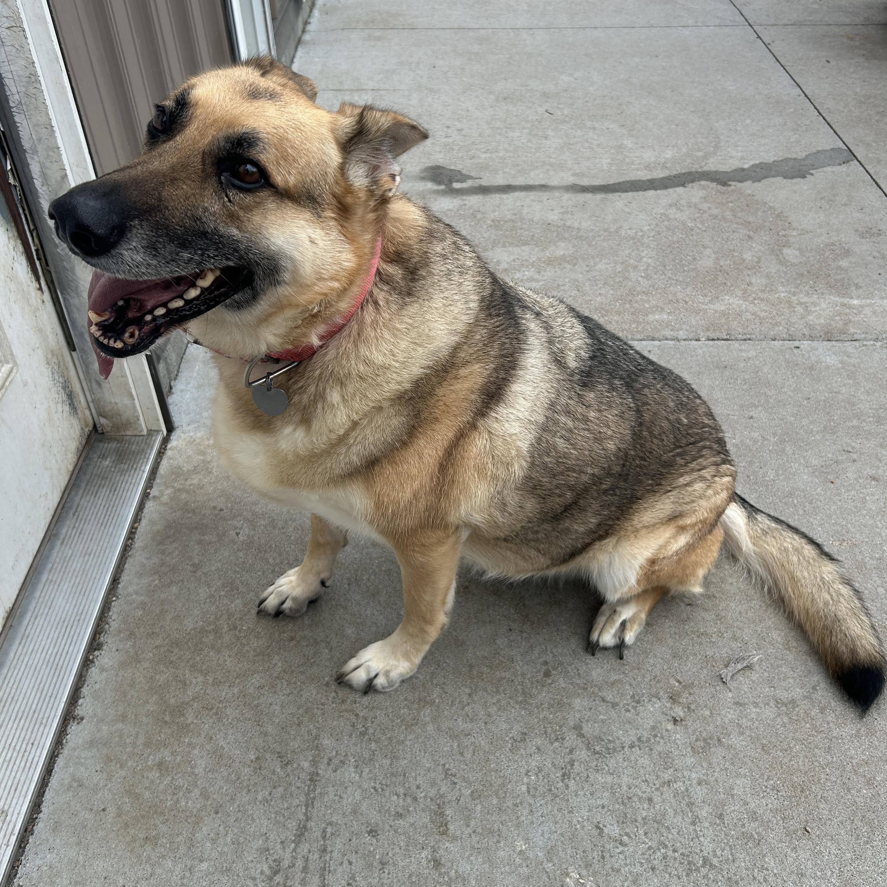 Enlarge Glory, a Adoptable German Shepherd Dog in Seward, NE image 4/5