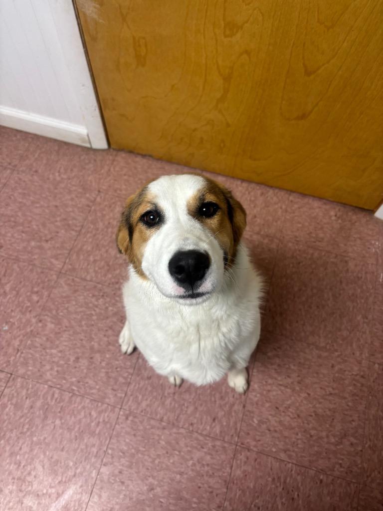 Ellie, Adoptable, Young Female Great Pyrenees & Mixed Breed.