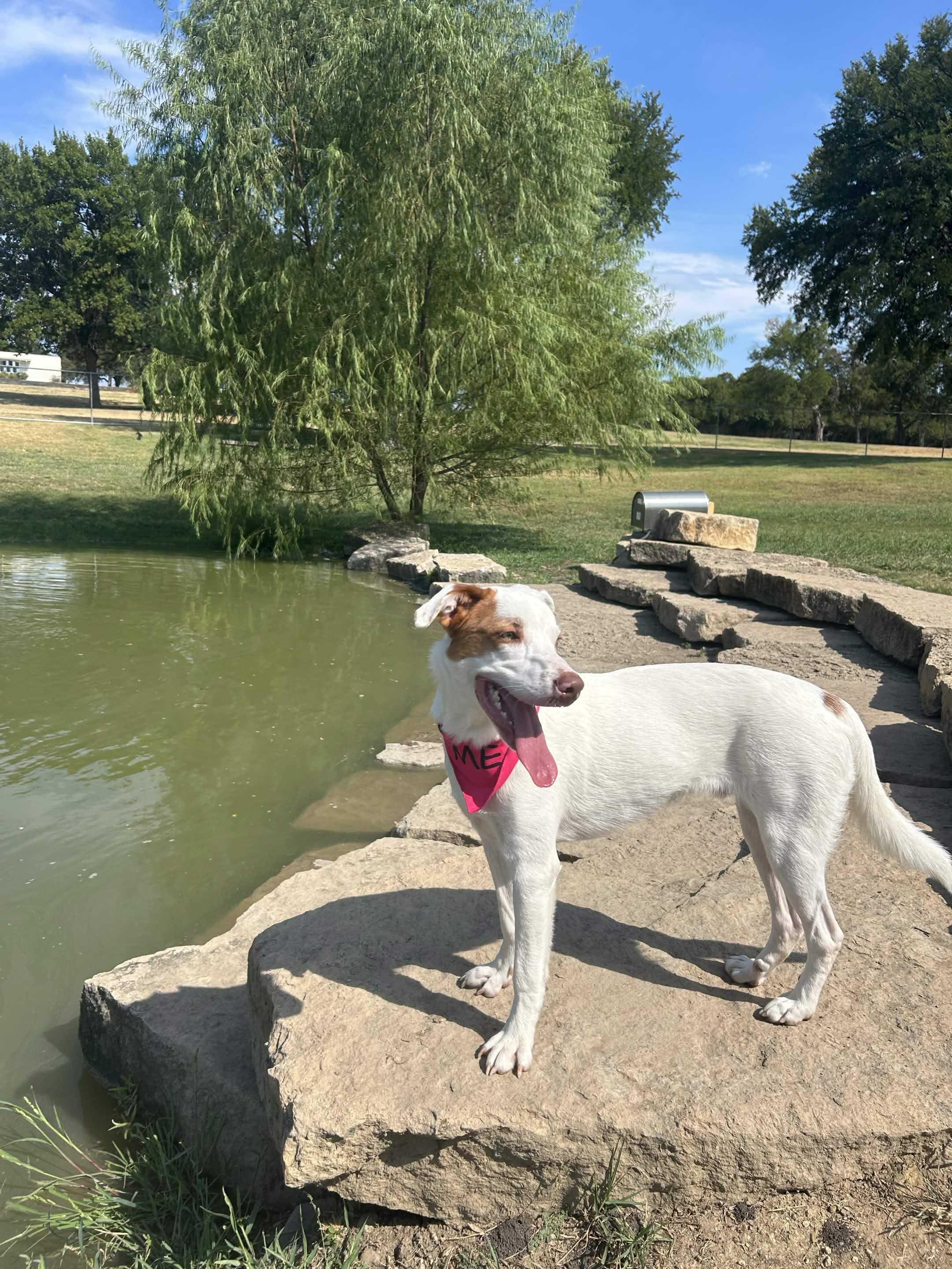 Enlarge Cooper, a Adoptable mixed breed in Pantego, TX image 3/3