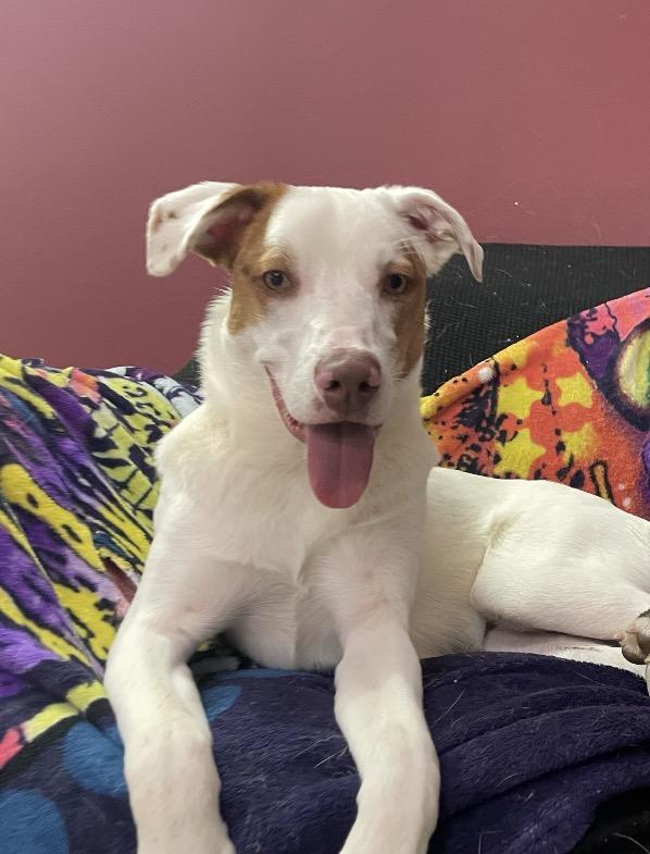Cooper, Adoptable, Puppy Male Australian Shepherd.