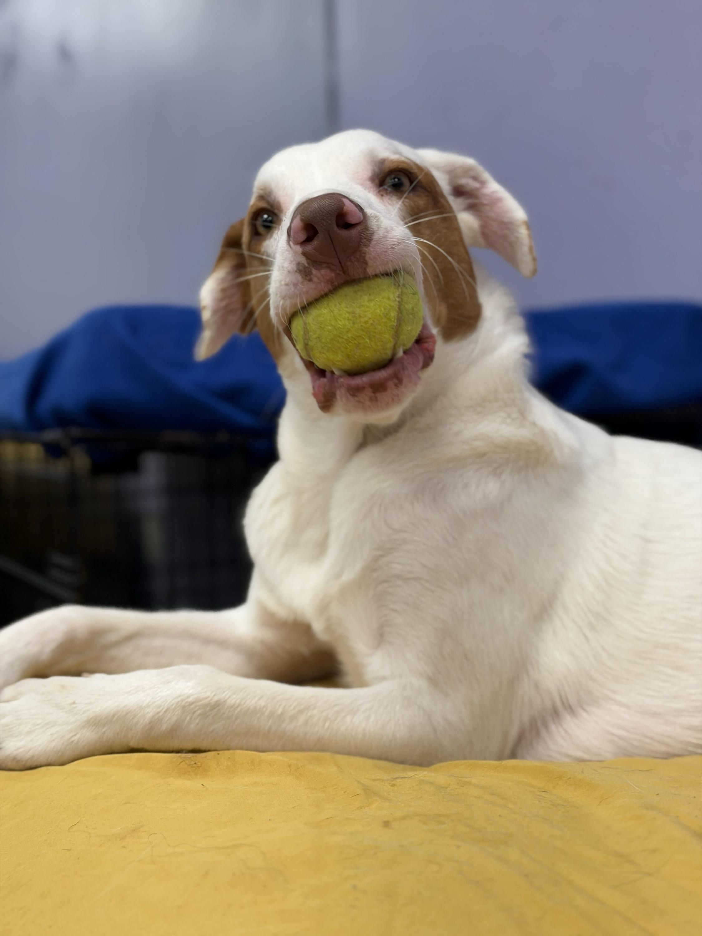 Enlarge Cooper, a Adoptable mixed breed in Pantego, TX image 2/3