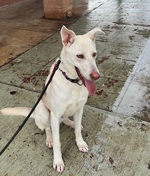 Scout, Adoptable, Adult Male German Shepherd Dog.