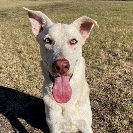 Scout, a Adoptable German Shepherd Dog in Round Rock, TX image 2/6