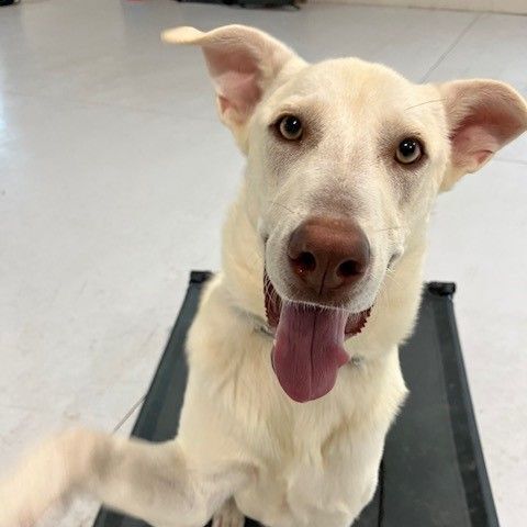 Scout, a Adoptable German Shepherd Dog in Round Rock, TX image 3/6
