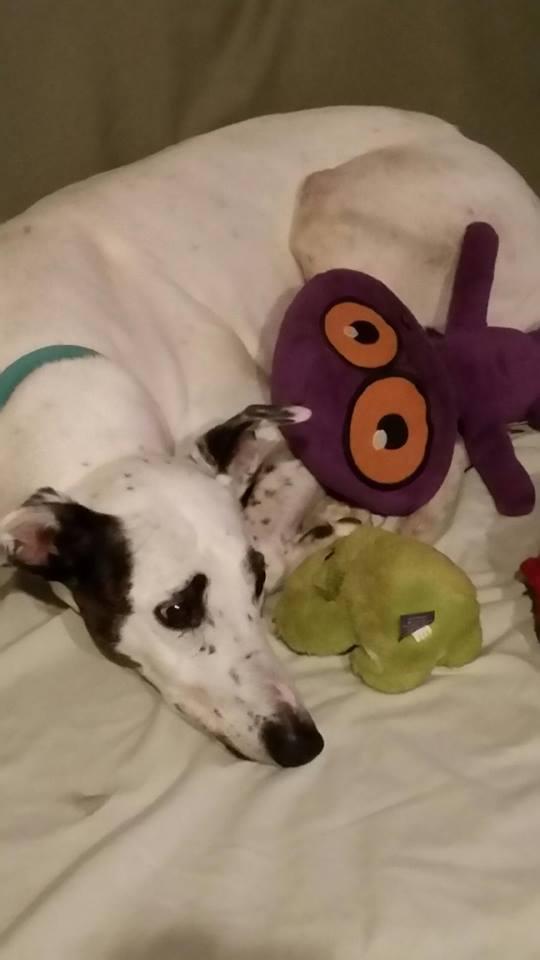 Roscoe, a Adopted mixed breed in Winston Salem, NC image 1/3