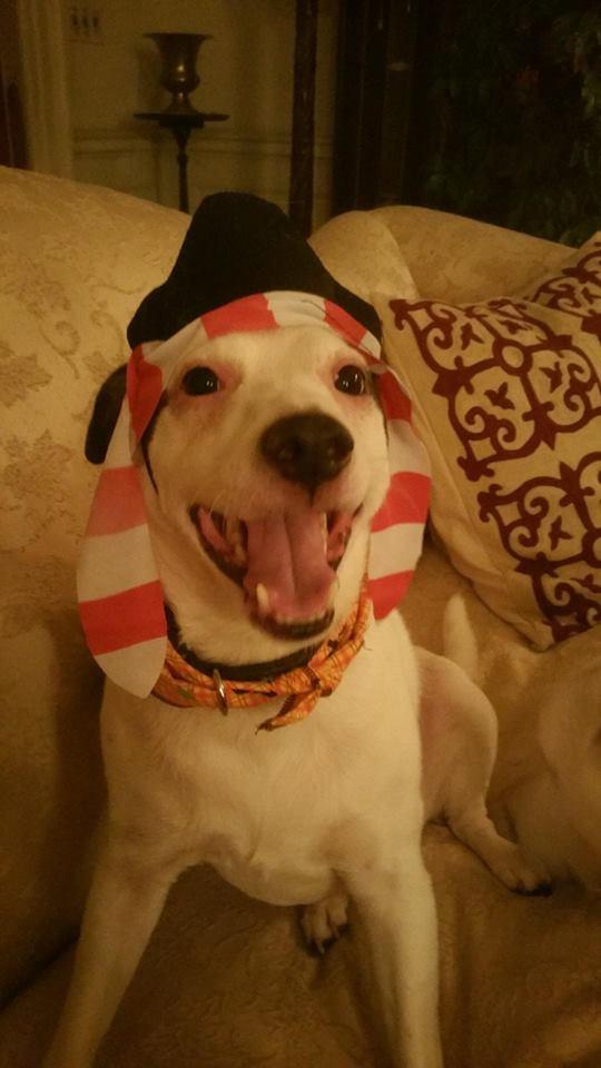 Roscoe, a Adopted mixed breed in Winston Salem, NC image 2/3