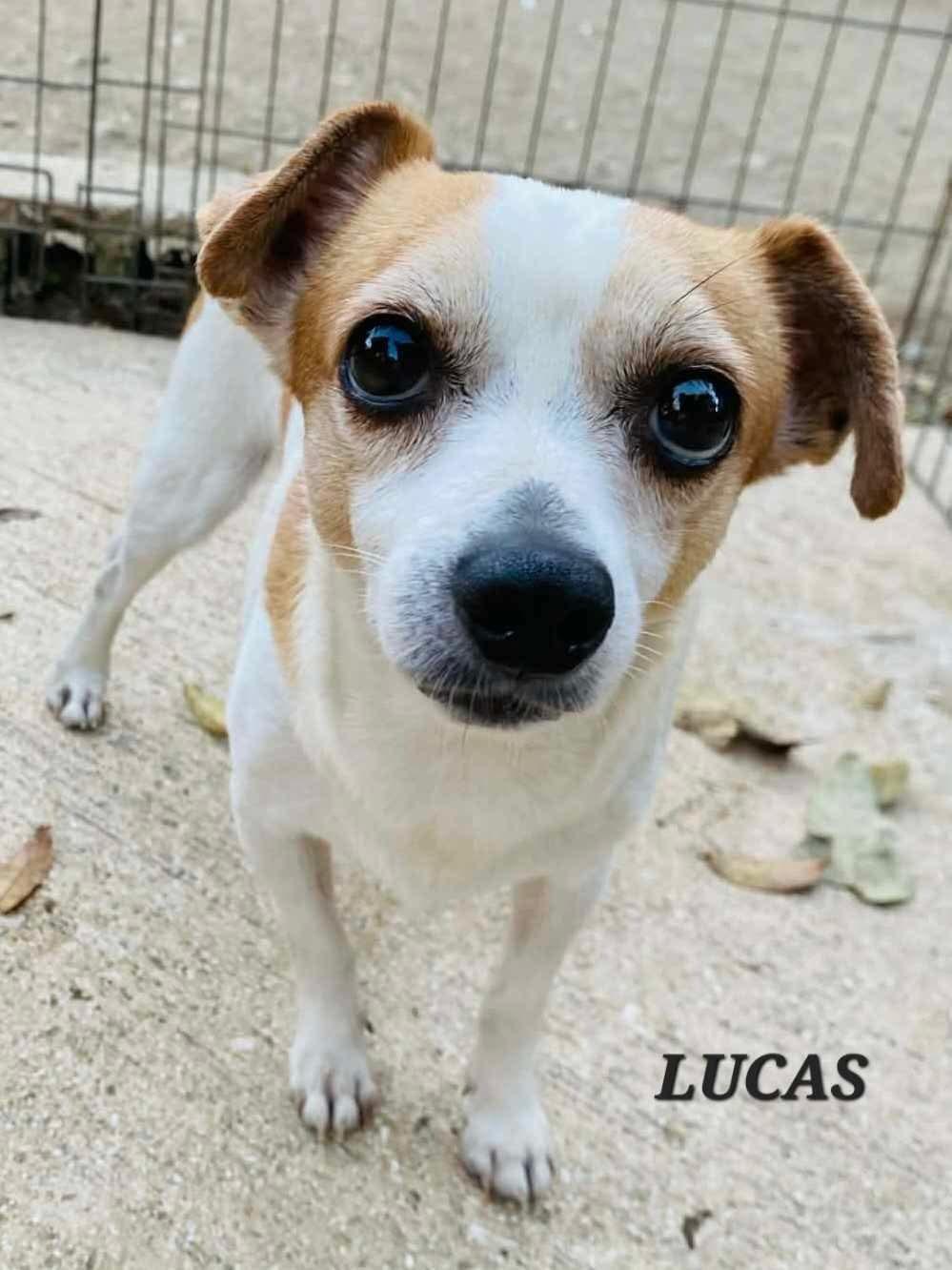 Lucas, ADOPTABLE, Adult Male Chihuahua.