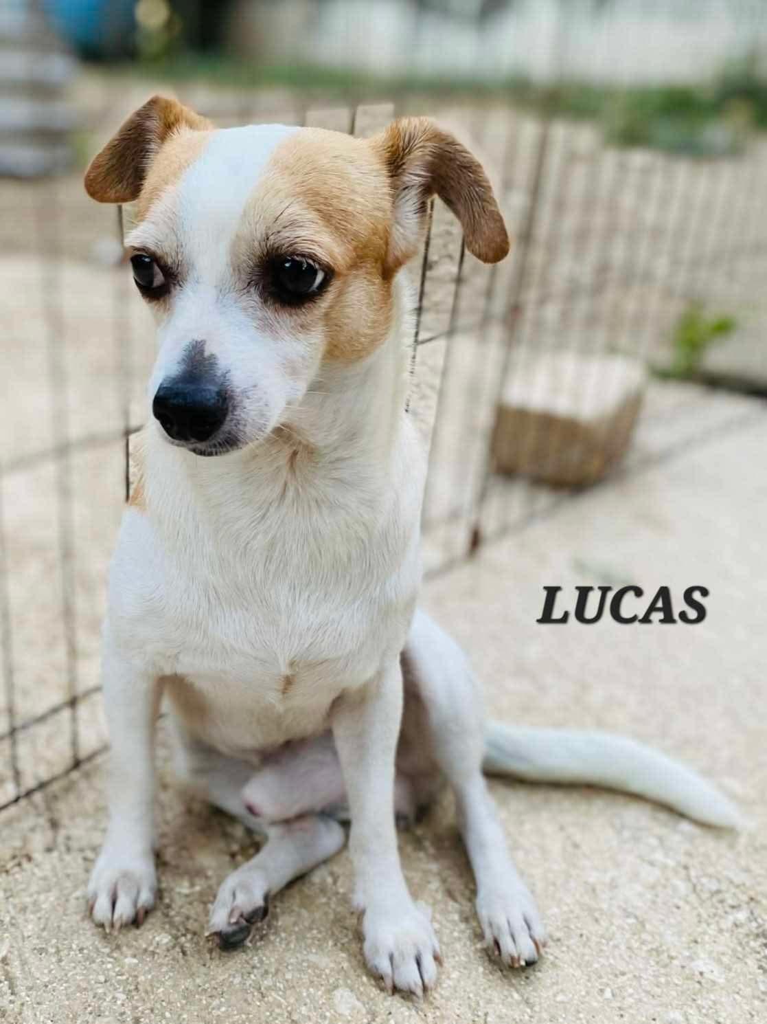 Enlarge Lucas, a ADOPTABLE mixed breed in Milford, NH image 3/6